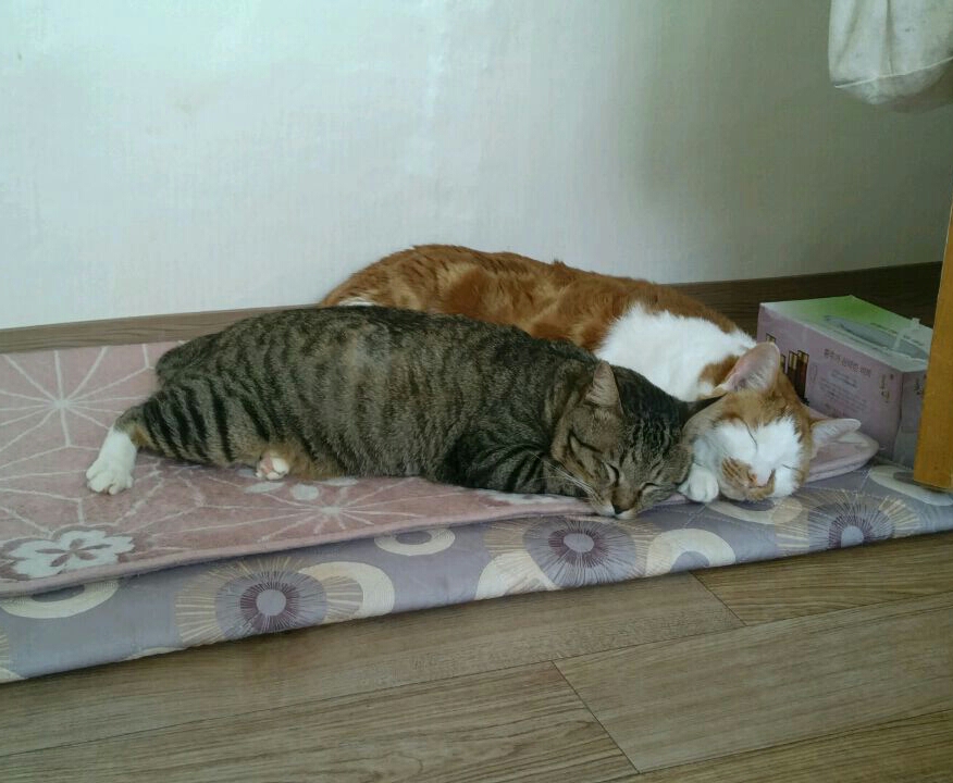 안녕하세요? 화살 맞은 고양이 근황입니다.