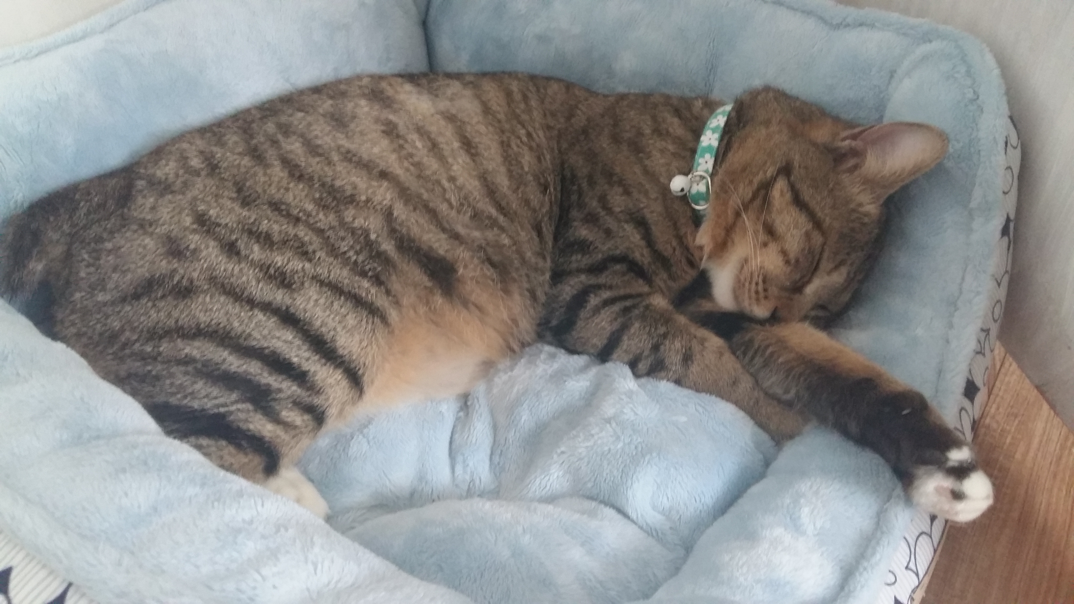 안녕하세요? 화살 맞은 고양이 근황입니다.