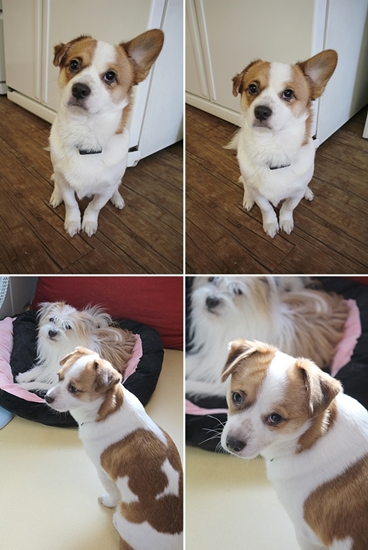 누렁이, 콩닥, 콩돌이 근황이에요^^