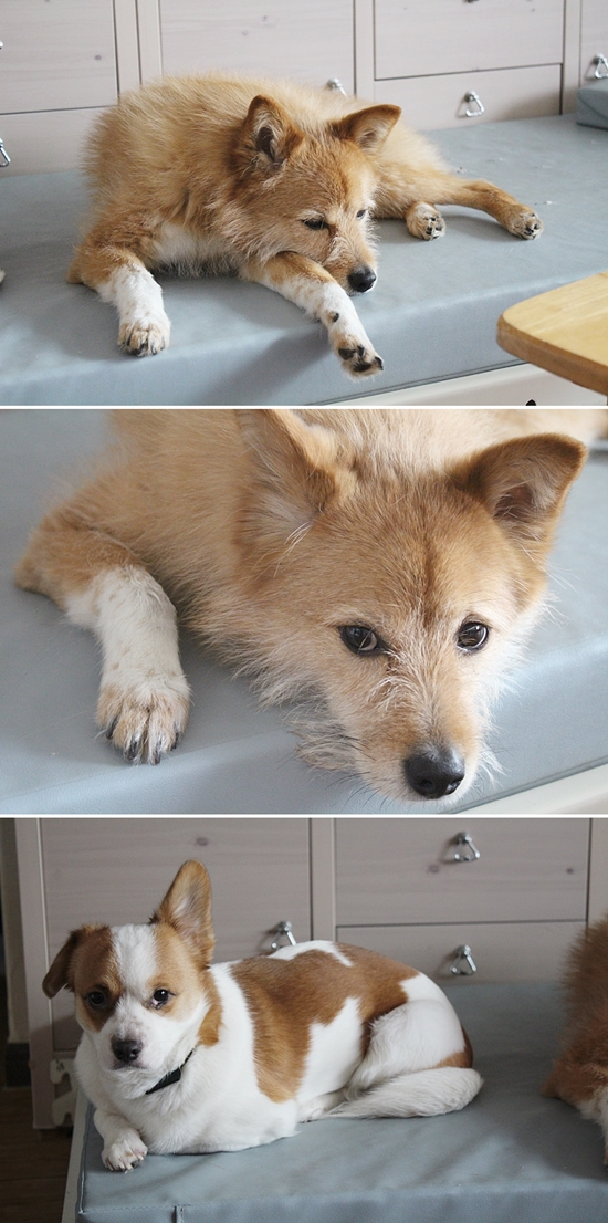 누렁이, 콩닥, 콩돌이 근황이에요^^