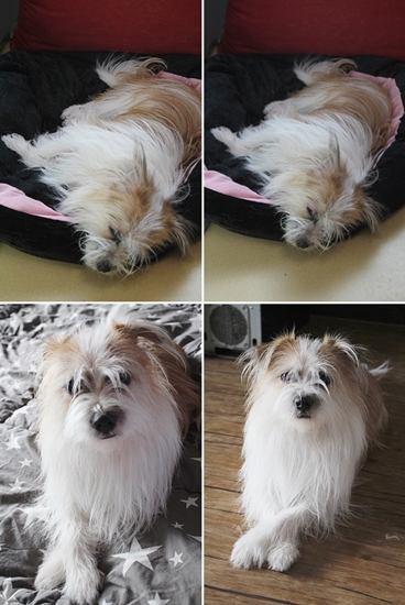 누렁이, 콩닥, 콩돌이 근황이에요^^