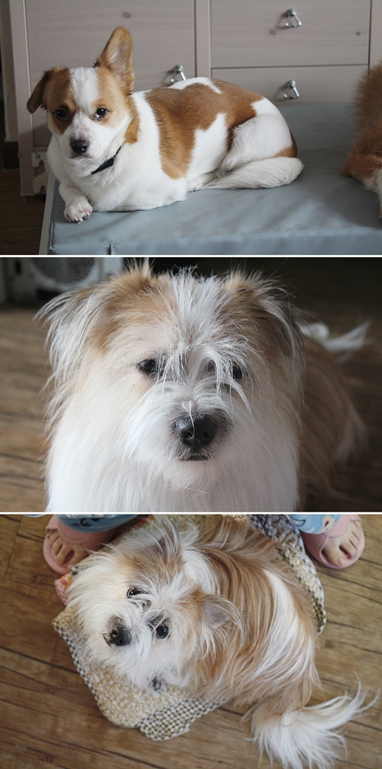 누렁이, 콩닥, 콩돌이 근황이에요^^