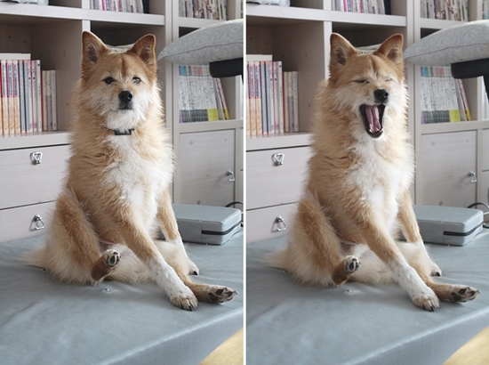 누렁이, 콩닥, 콩돌이 근황이에요^^