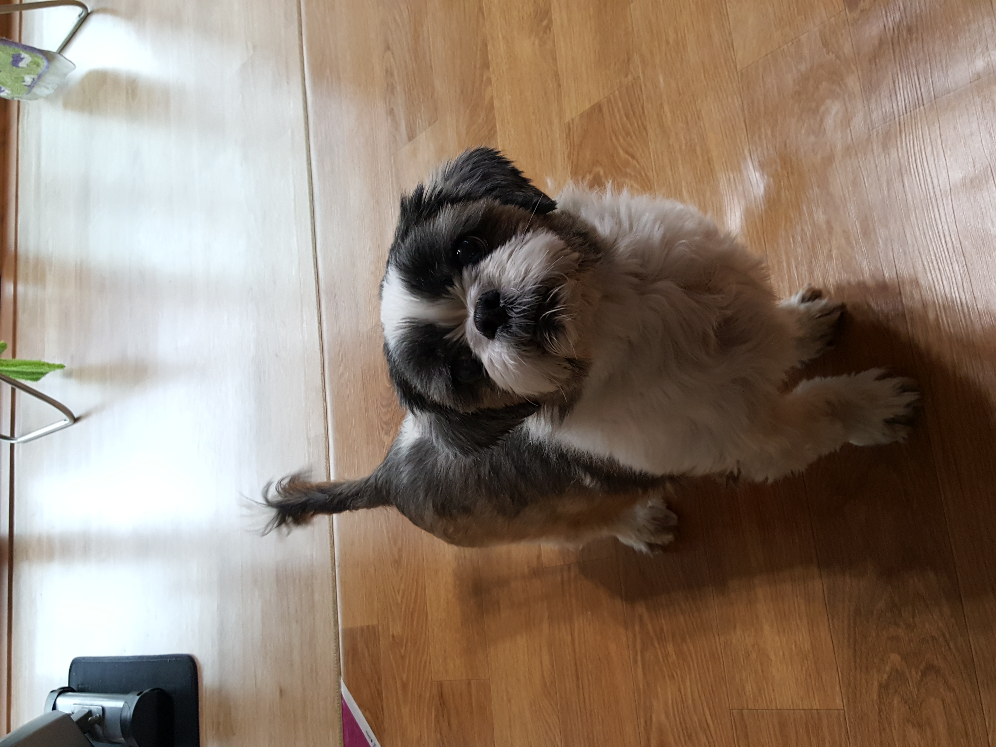 로시 (둥이) 소식 전합니다