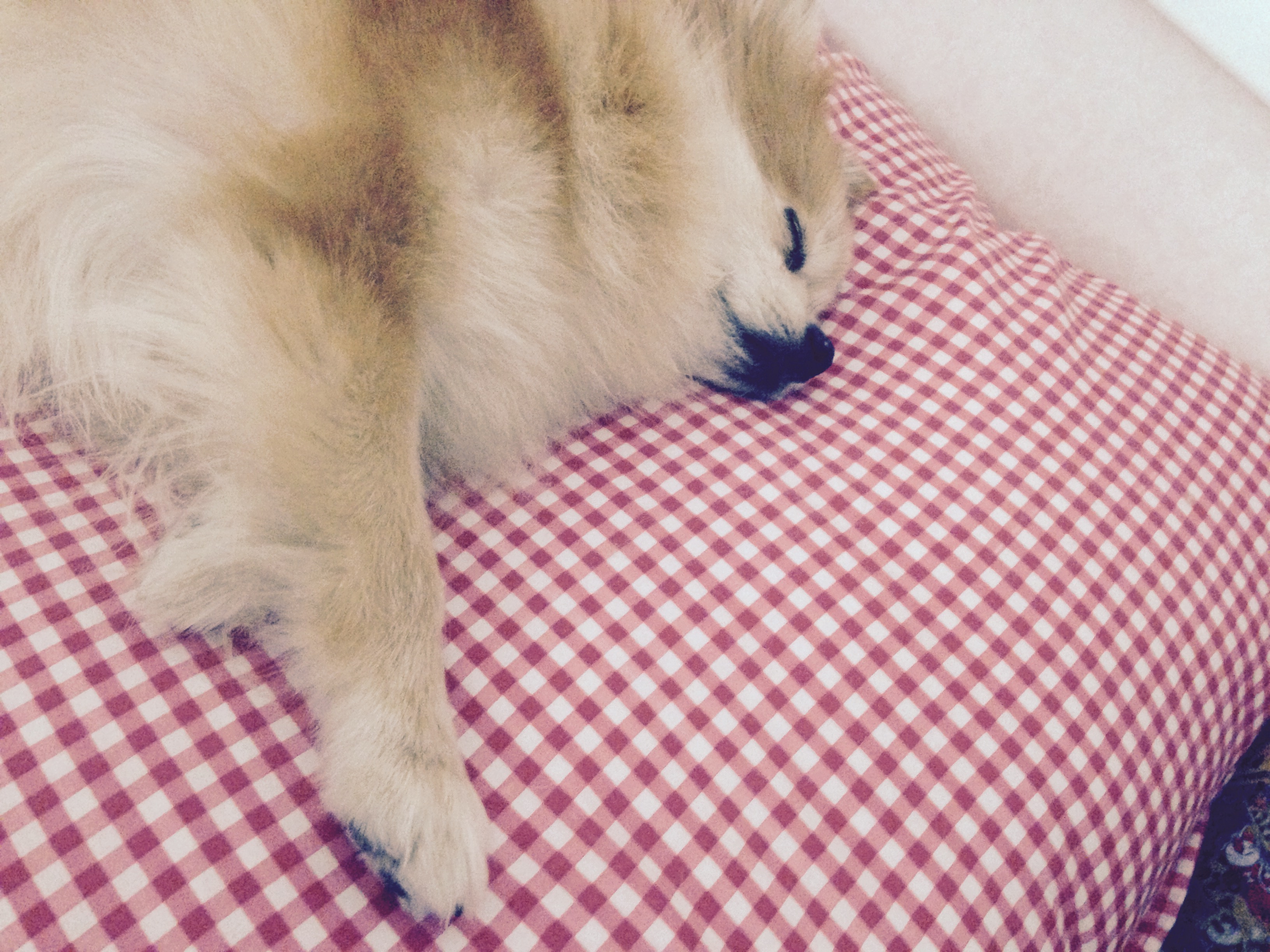 삼식이 너무 오랜만이죠?ㅠㅠ