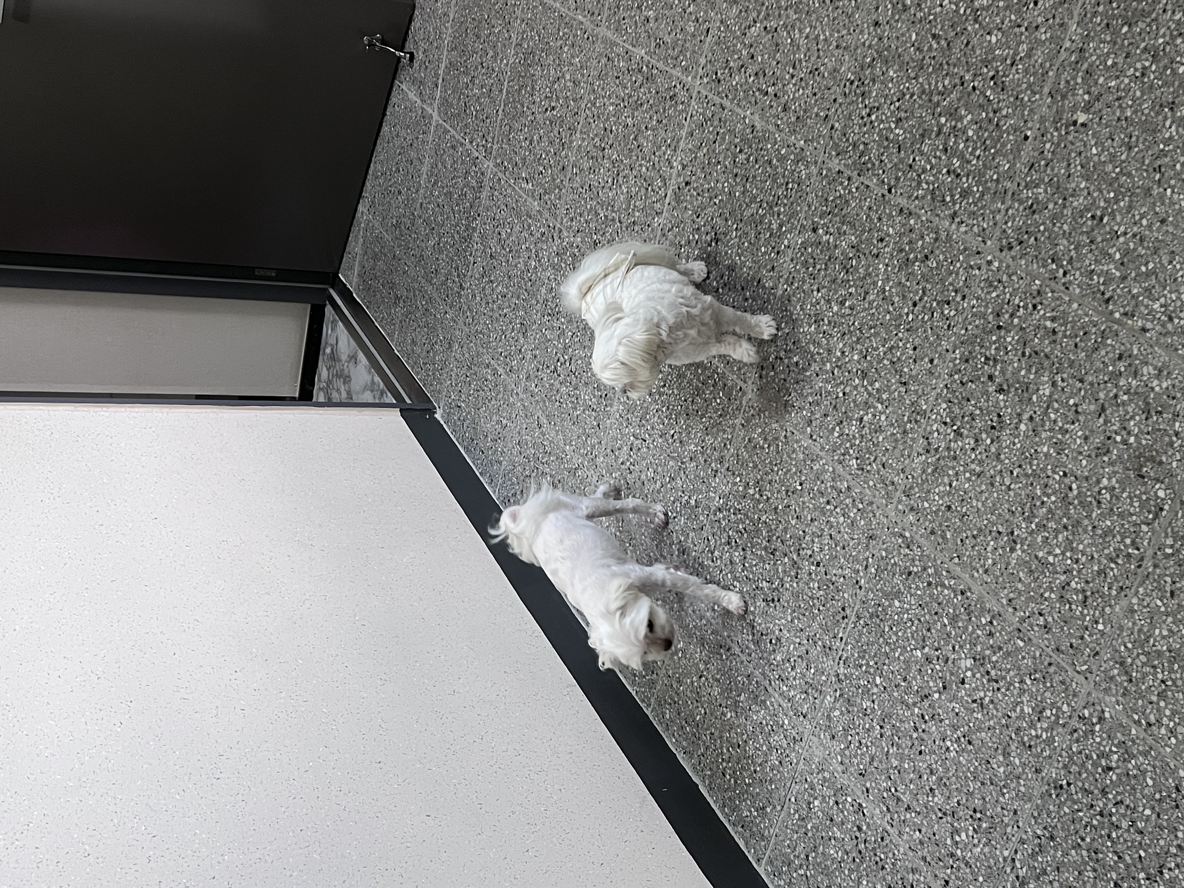 뽀(구 보령 육보)와 함께 한 6개월