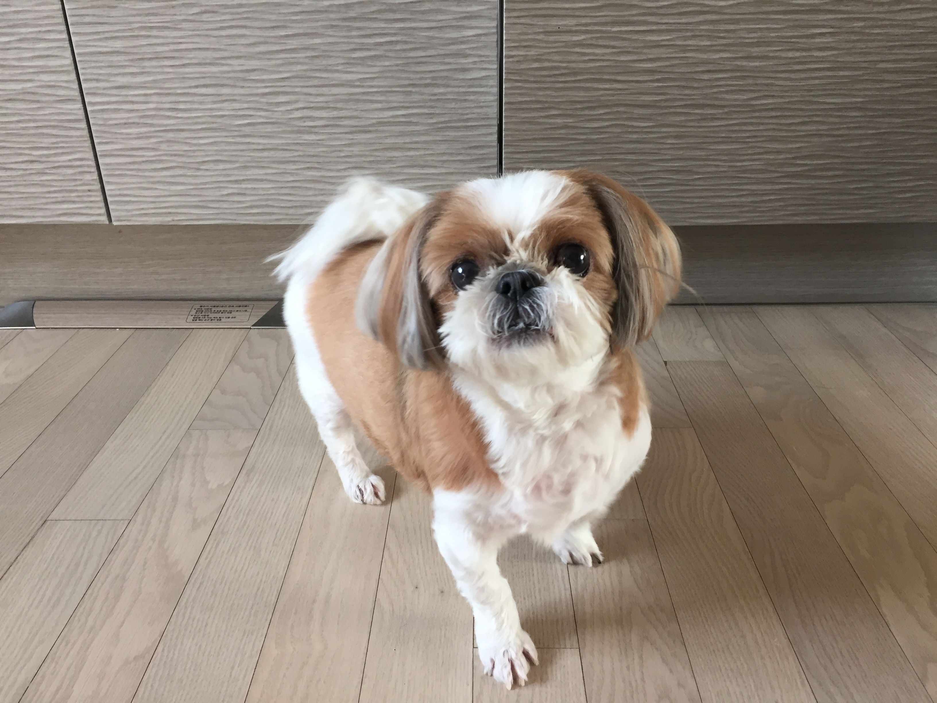 뚜비 근황입니다~