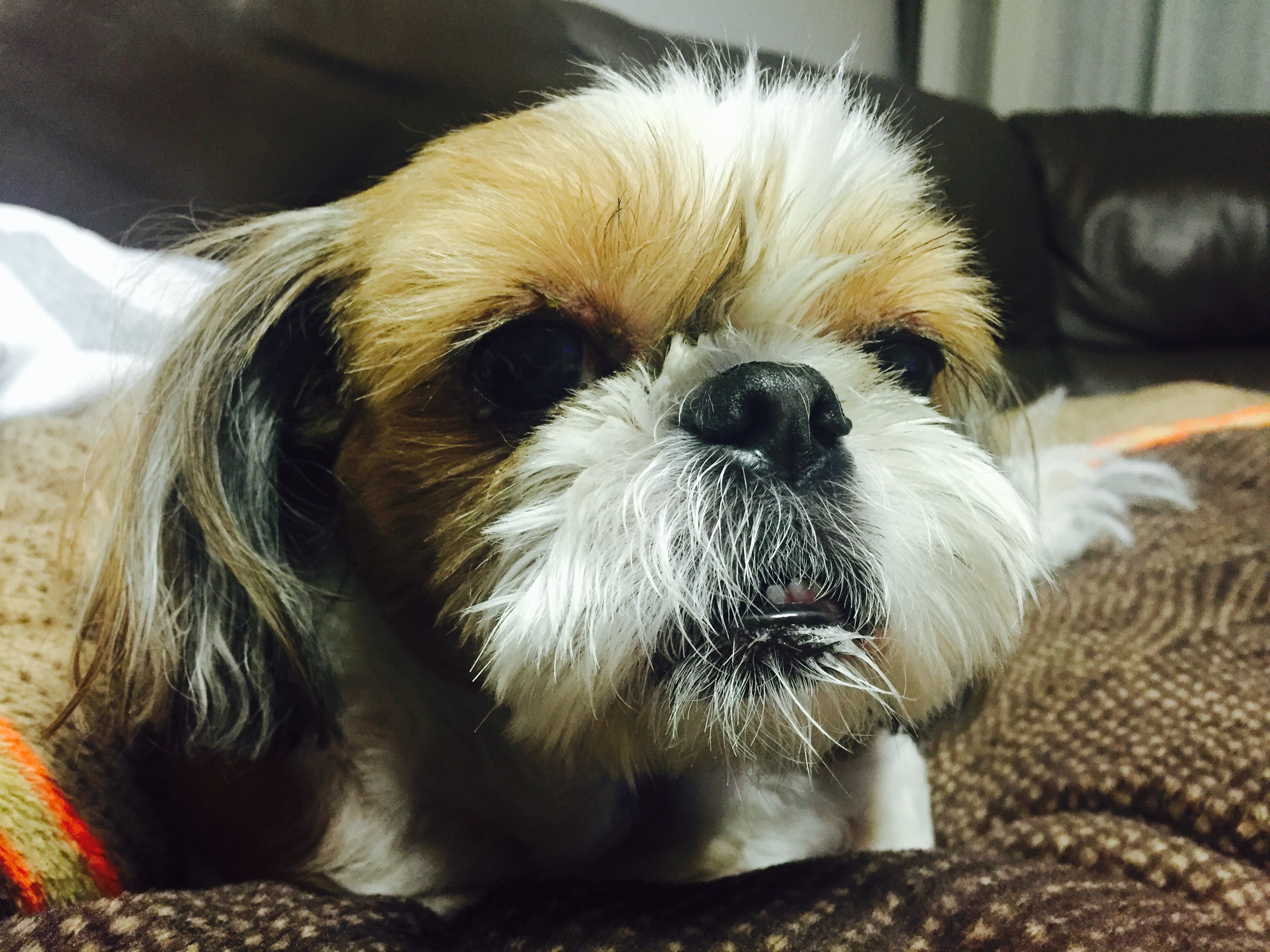 뚜비 근황입니다~