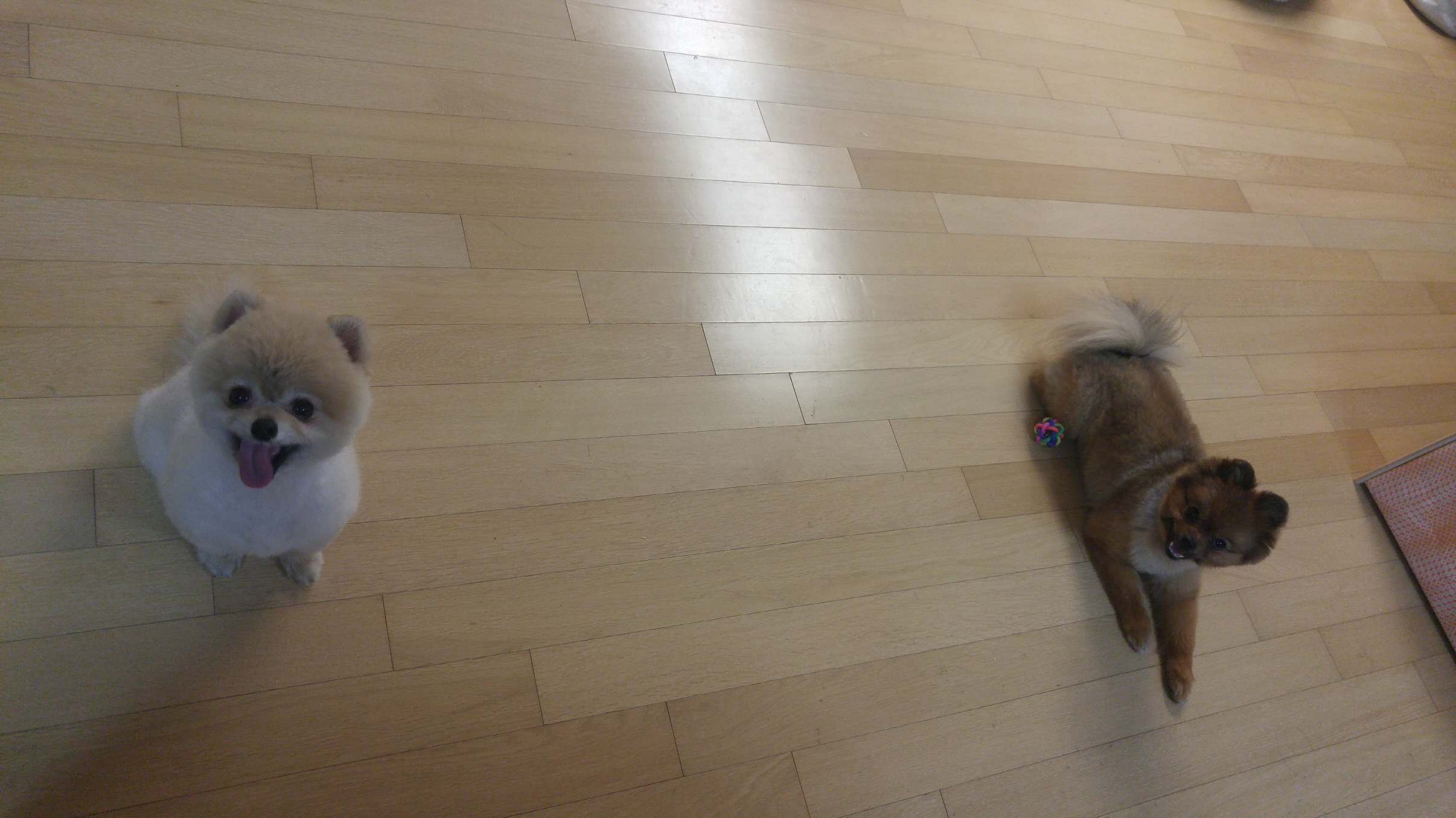 치콘이 세번째 이야기^^