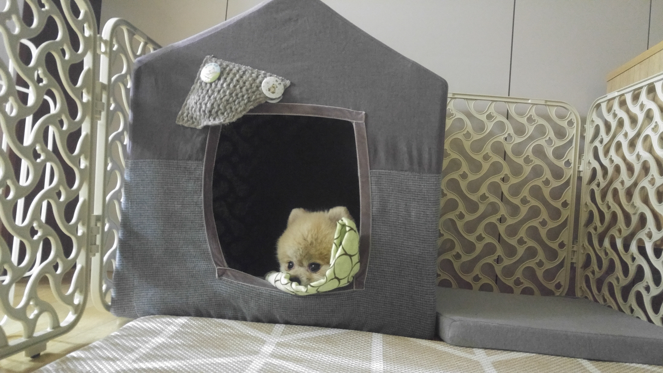 치콘이 세번째 이야기^^