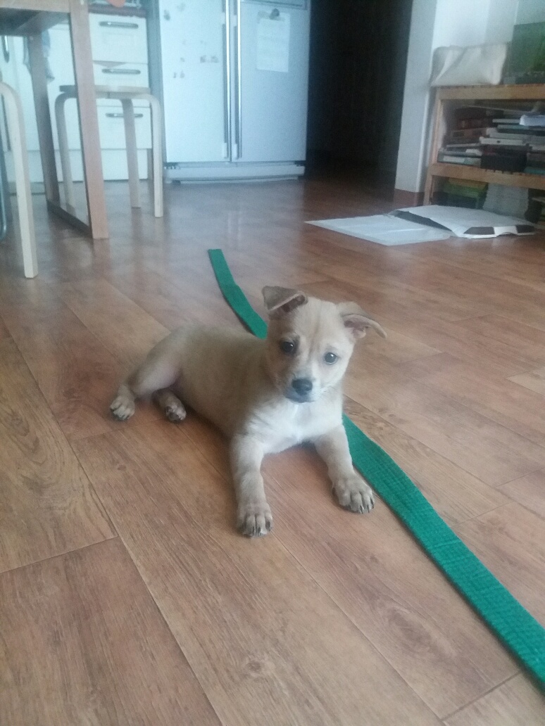 보리(태희) 입양후기 1.