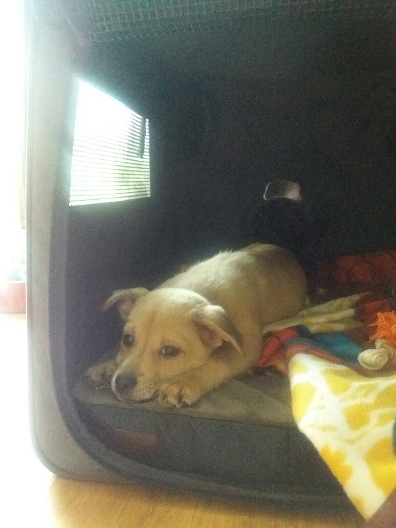 보리(태희) 입양후기 1.