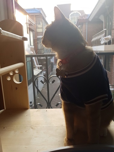 테이의 세번째 입양후기