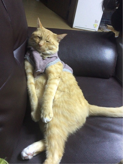 테이의 세번째 입양후기