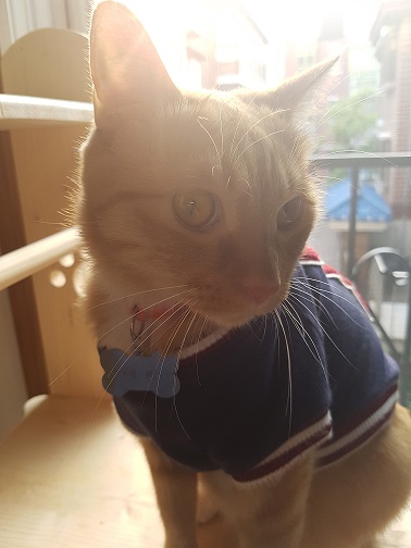 테이의 세번째 입양후기