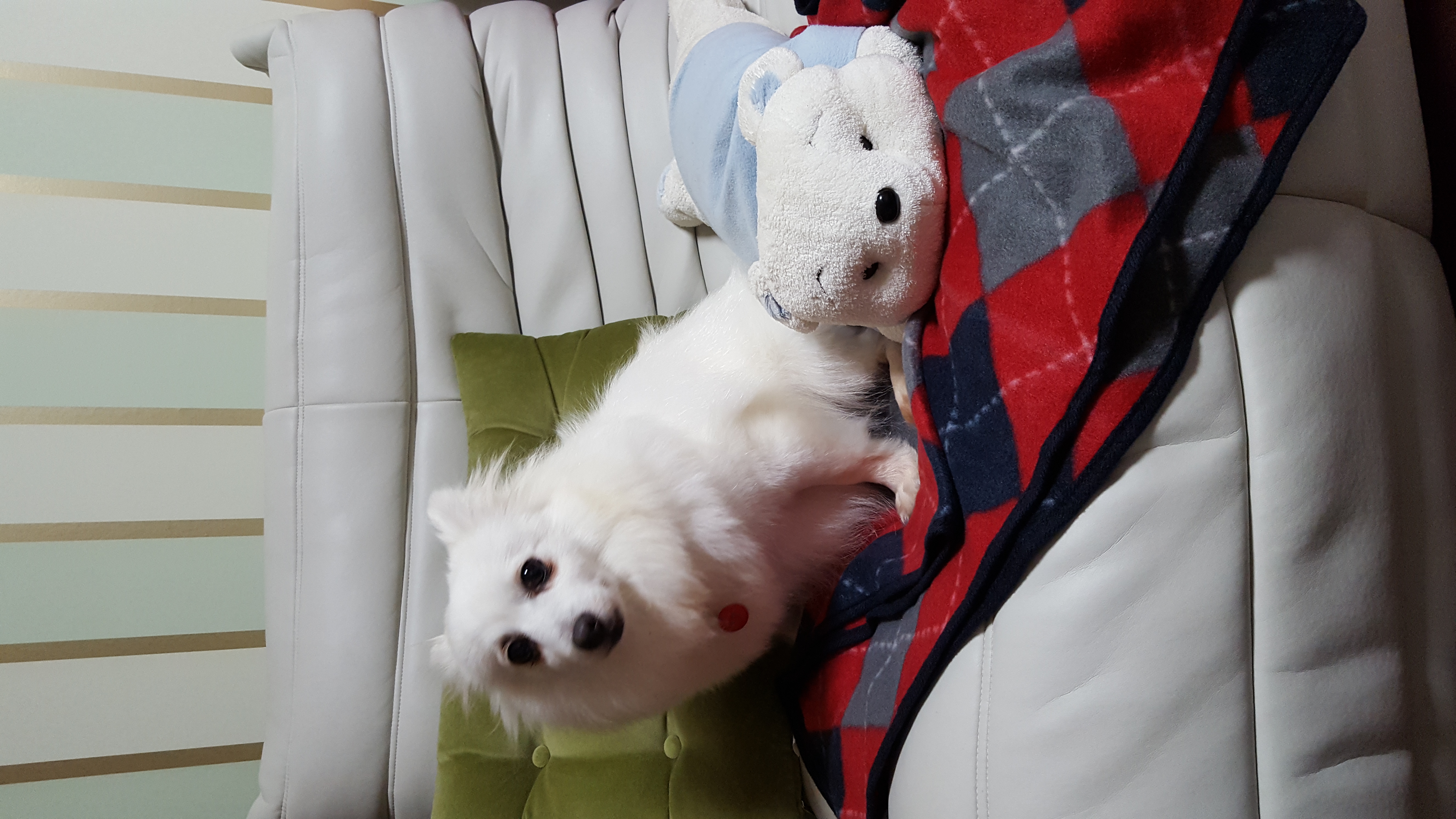 햇살이 사진 올립니다