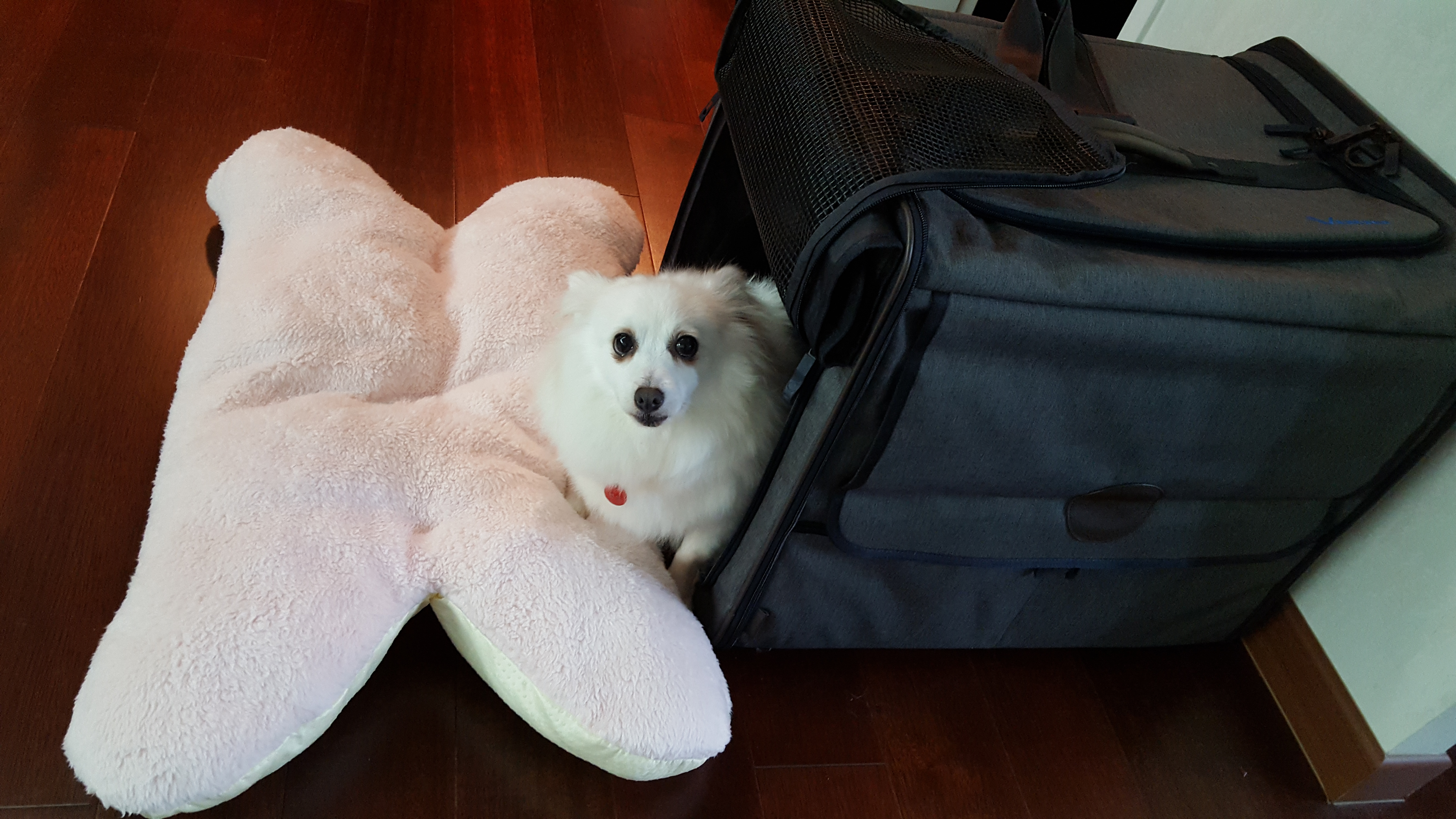 햇살이 사진 올립니다