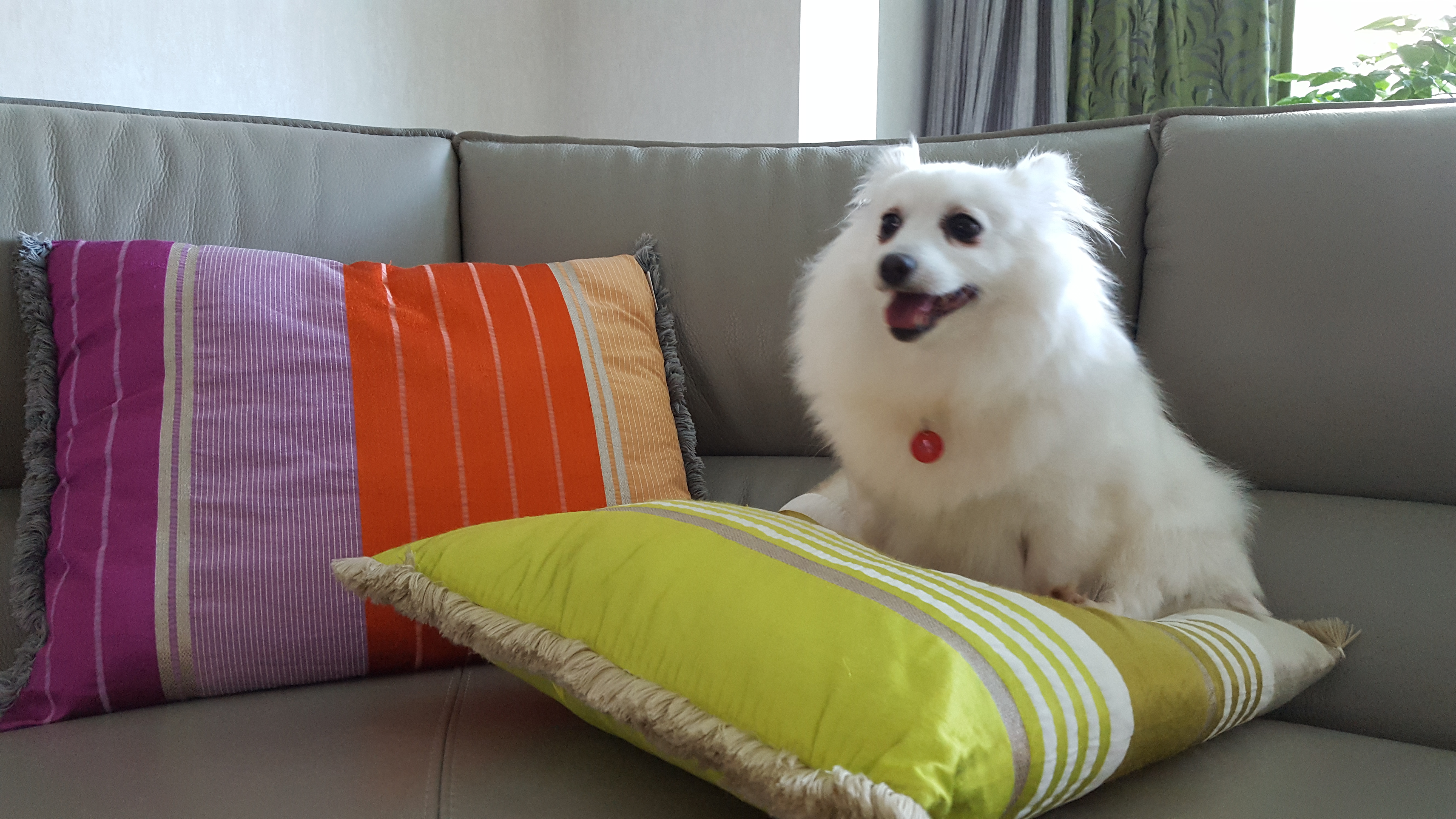 햇살이 사진 올립니다