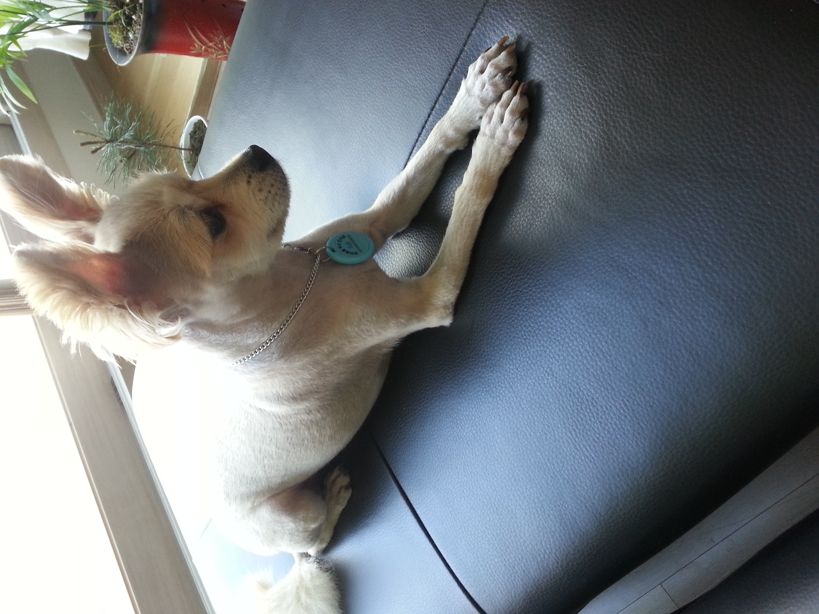 봄(슈크림)은 사슴이 되었습니다.