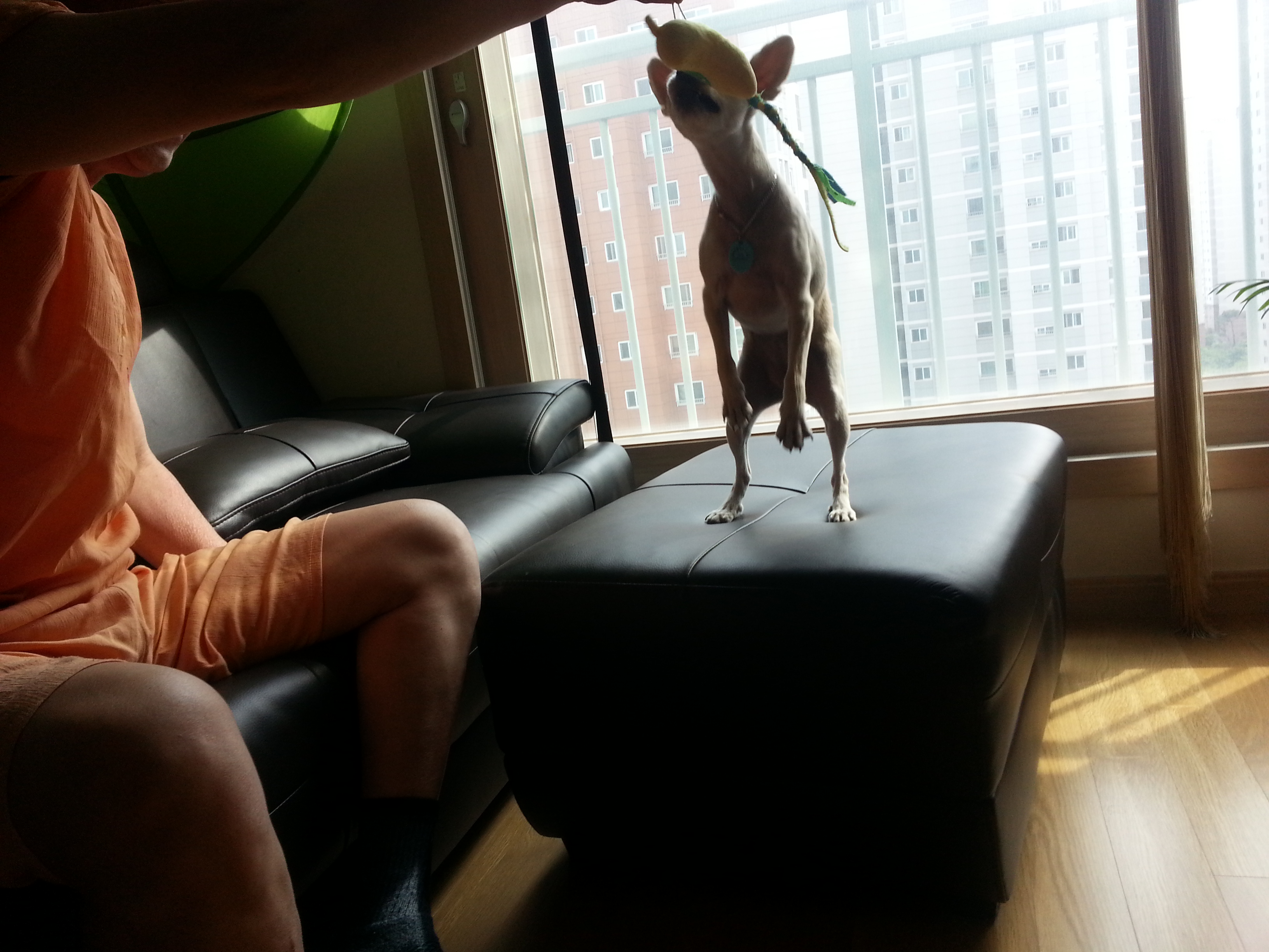 봄(슈크림)은 사슴이 되었습니다.