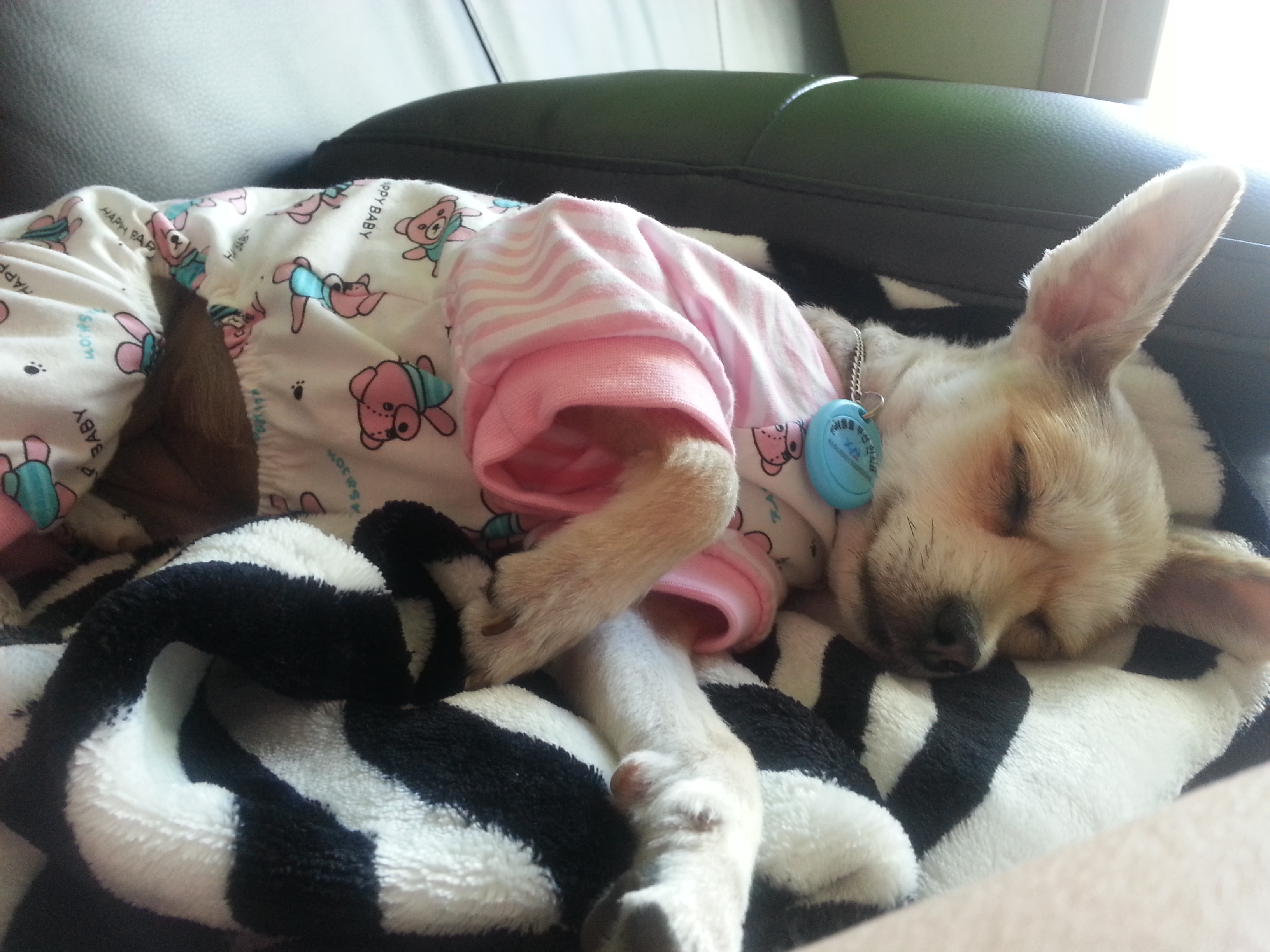 봄(슈크림)은 사슴이 되었습니다.