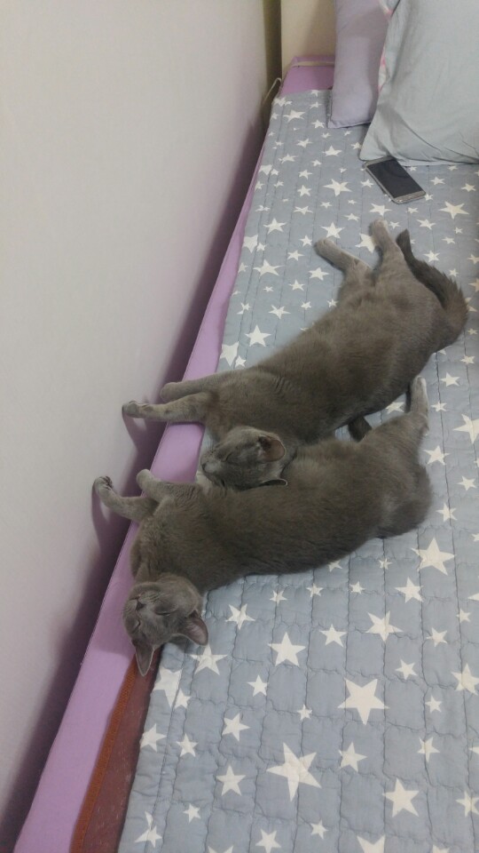 포카,치카 2번째 입양 후기입니다~