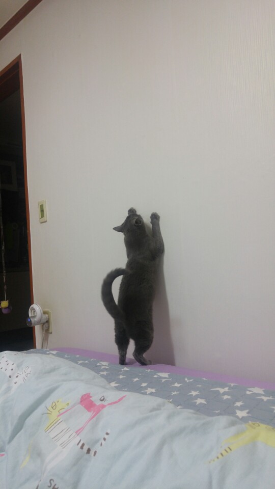 포카,치카 2번째 입양 후기입니다~