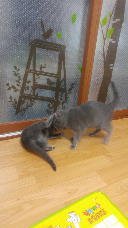 포카,치카 2번째 입양 후기입니다~