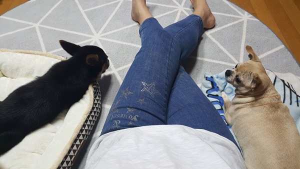 가인이 가족된지 4일째 너무 잘 지냅니다^^! 