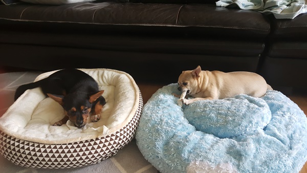 가인이 가족된지 4일째 너무 잘 지냅니다^^! 