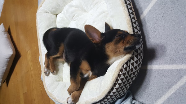 가인이 가족된지 4일째 너무 잘 지냅니다^^! 