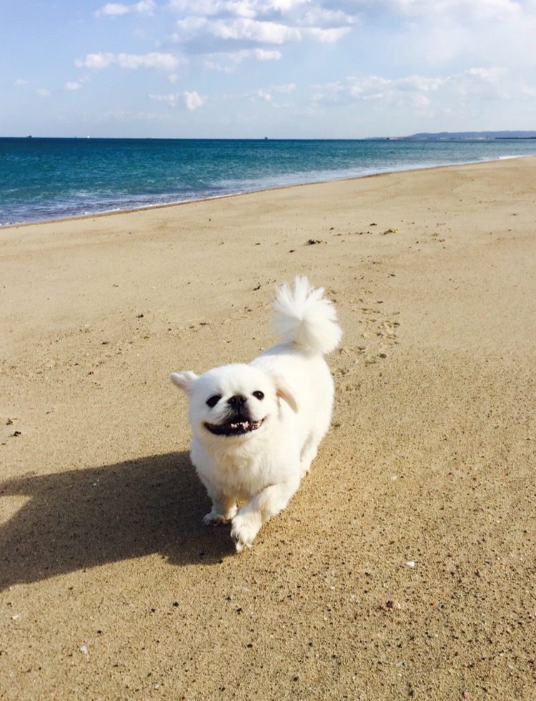 안녕하세요. (로미오)제제입니다.