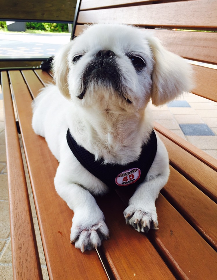 안녕하세요. (로미오)제제입니다.