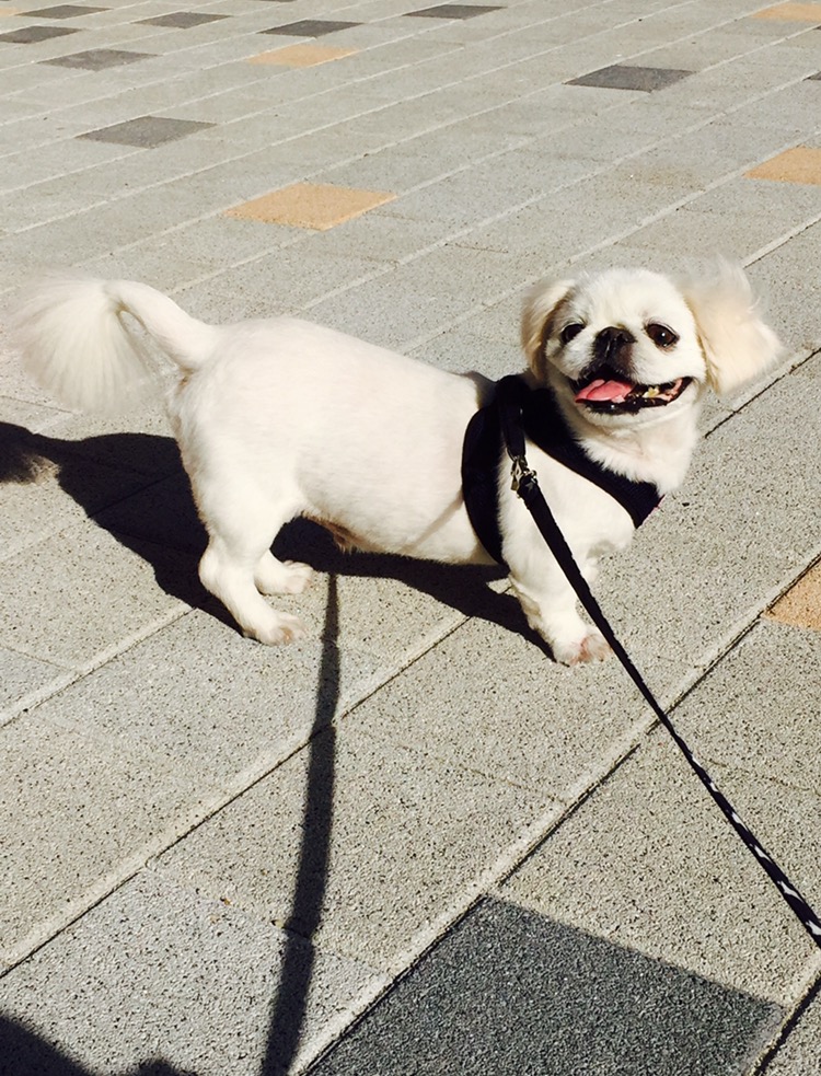 안녕하세요. (로미오)제제입니다.