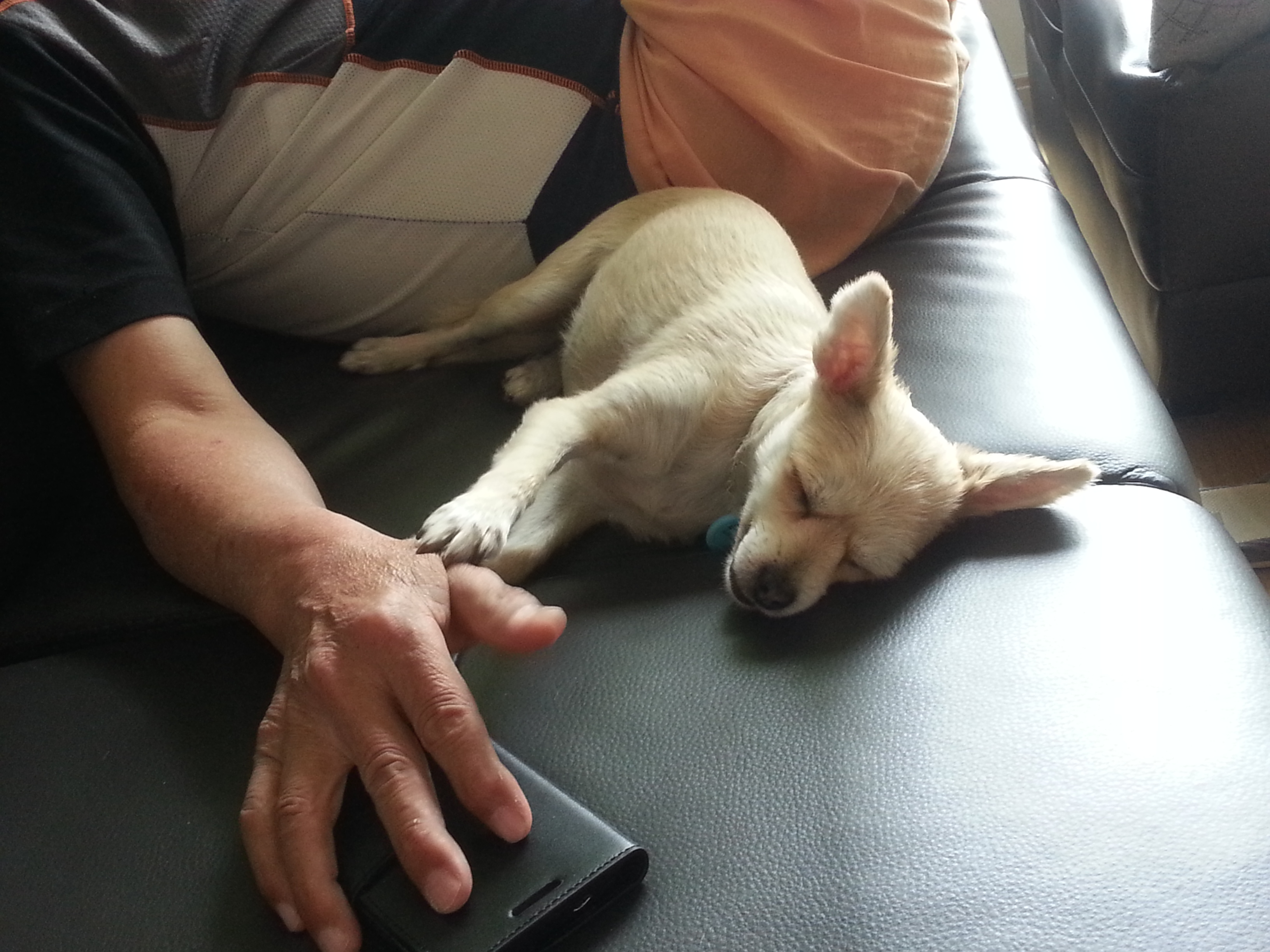 봄(슈크림)의 낮잠시간.