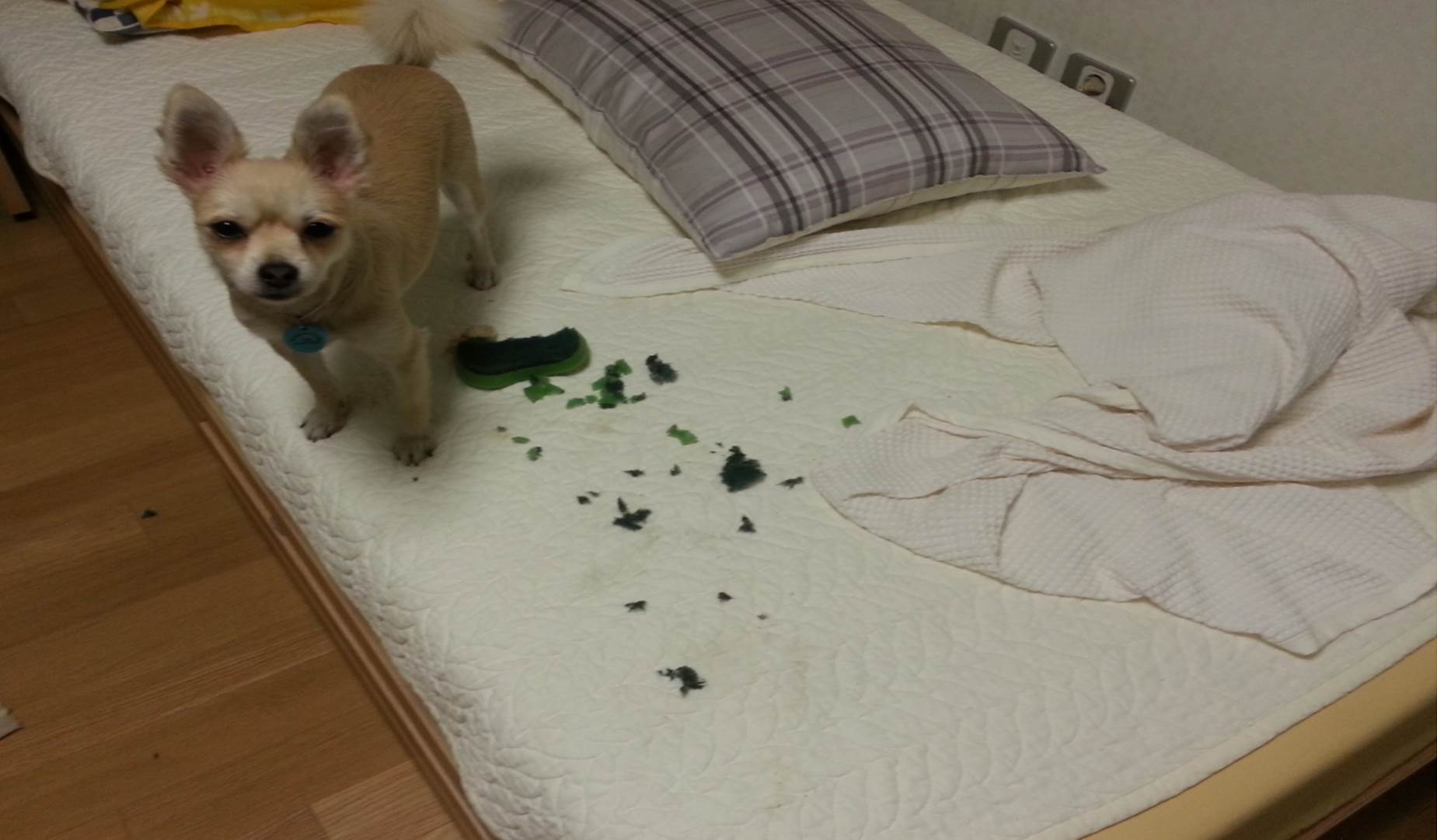 [봄(슈크림)] 내가 안그랬어요.