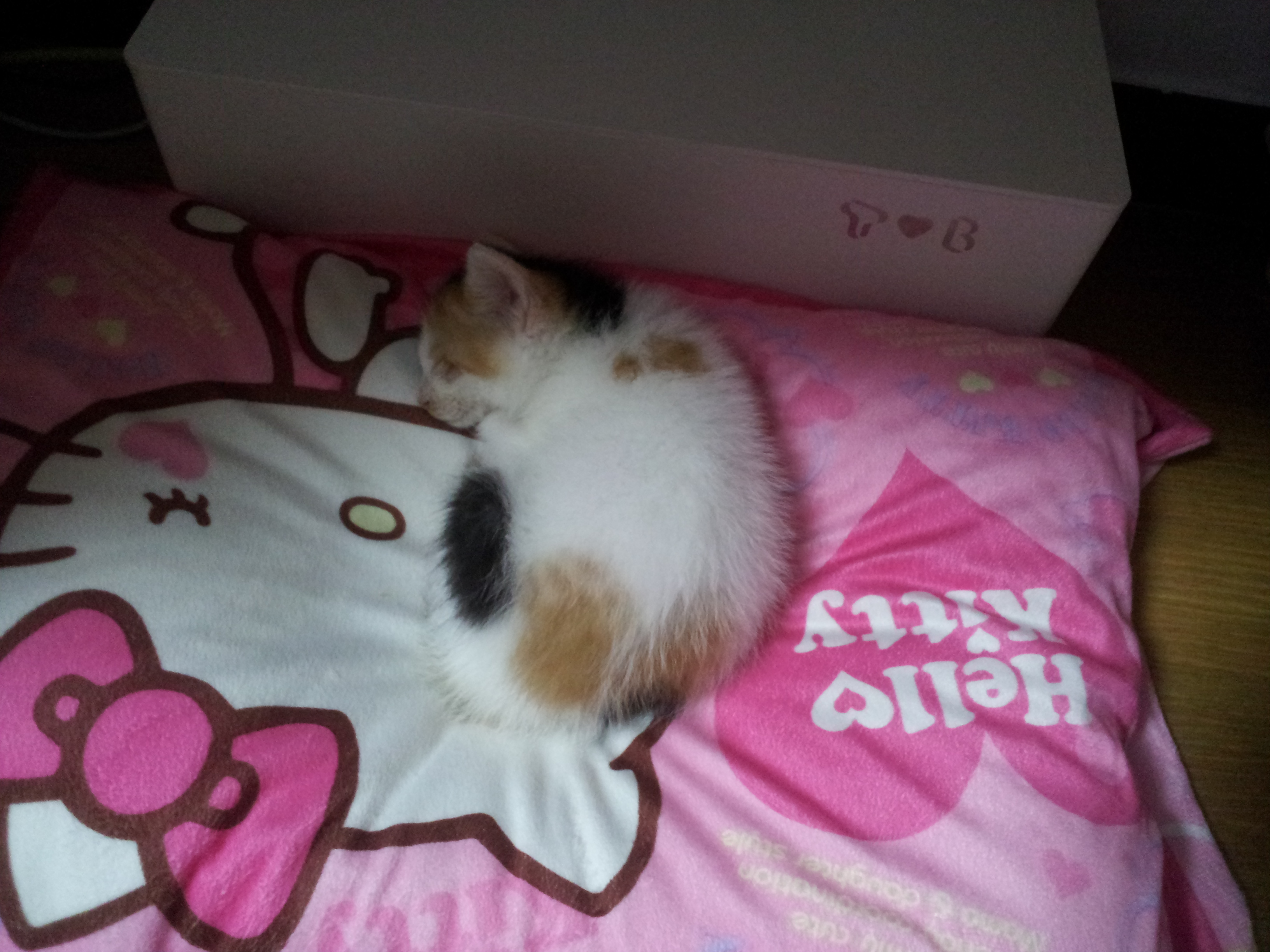 우리집에온 첫날