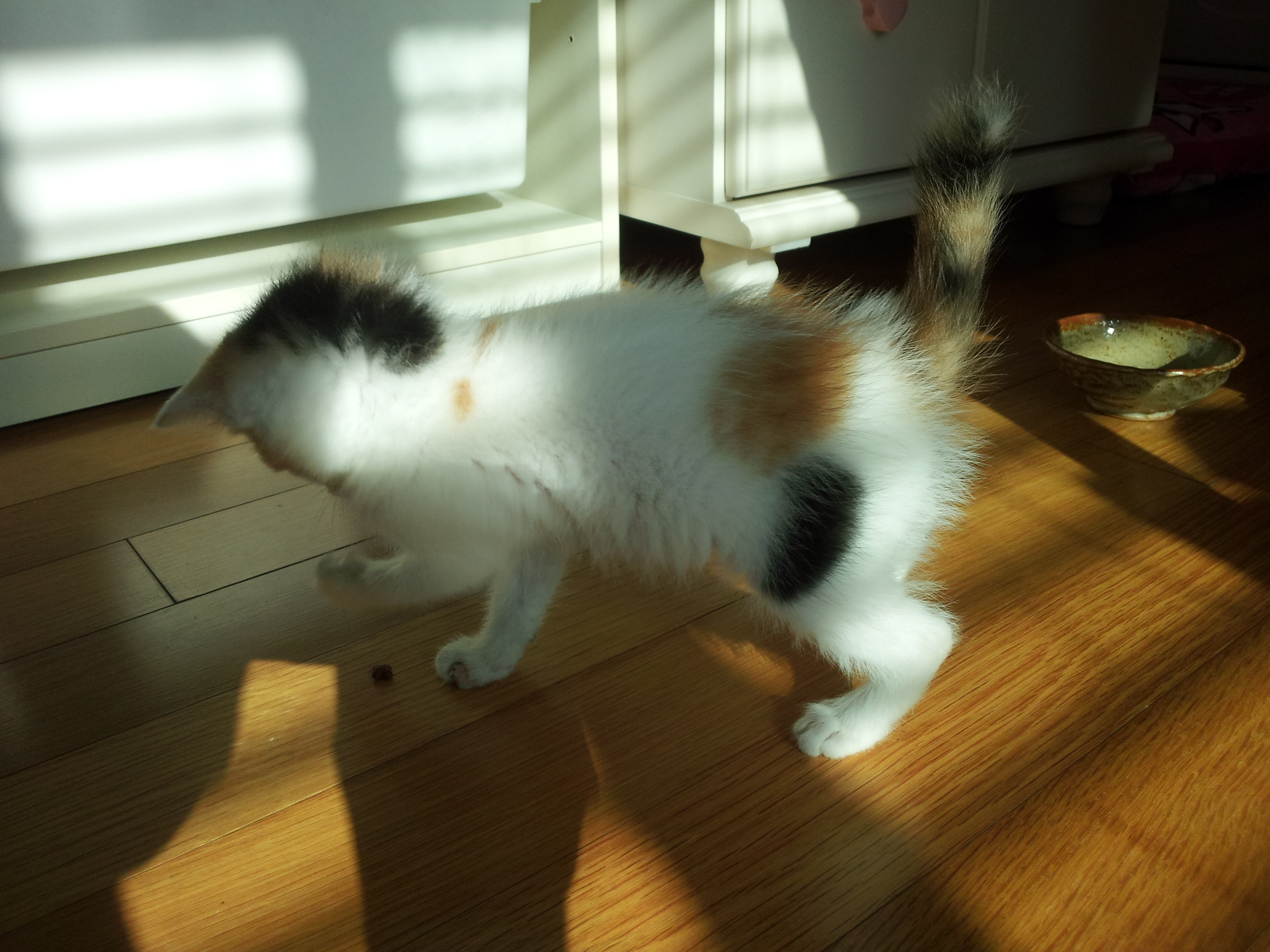 우리집에온 첫날