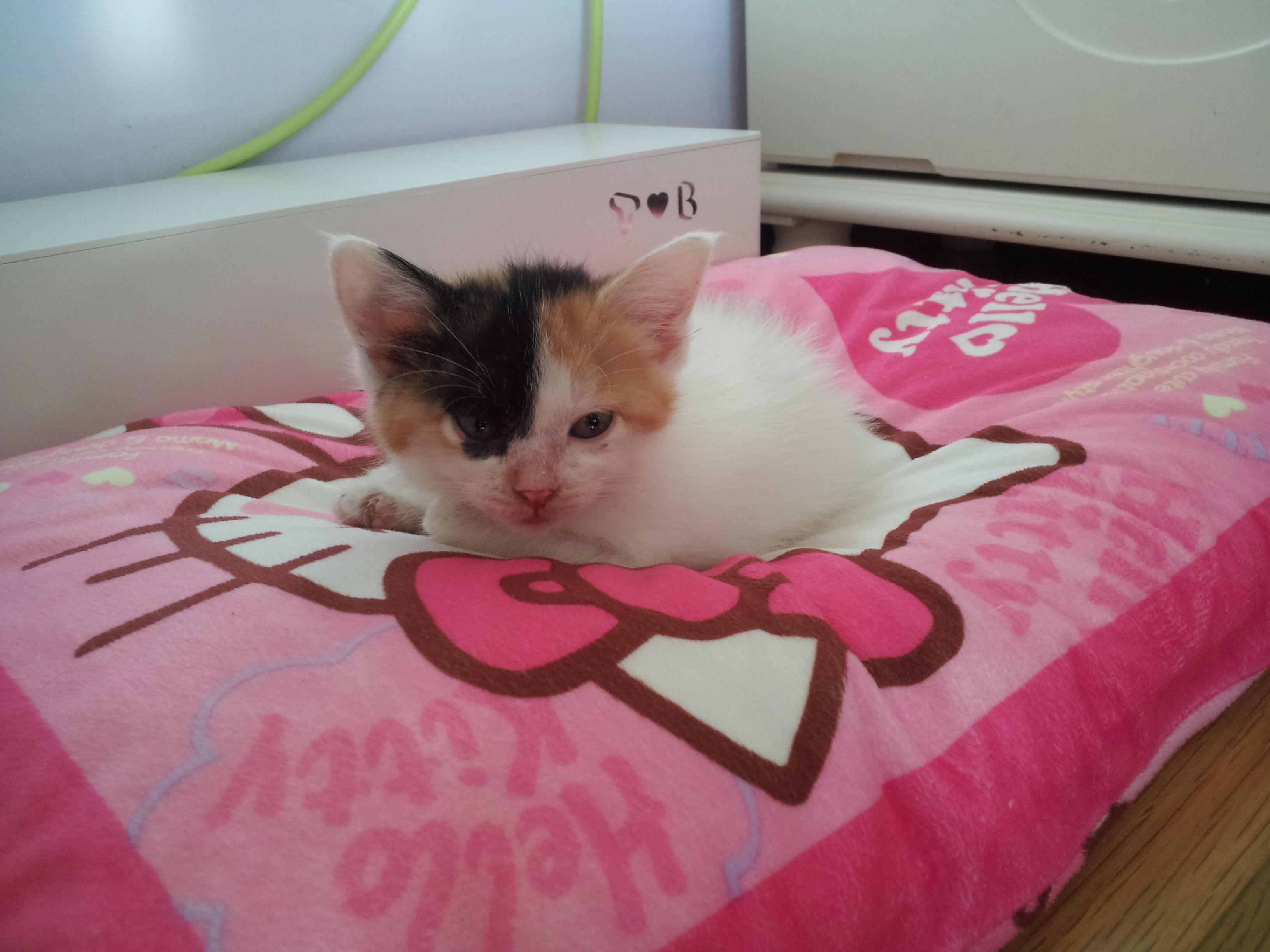 우리집에온 첫날