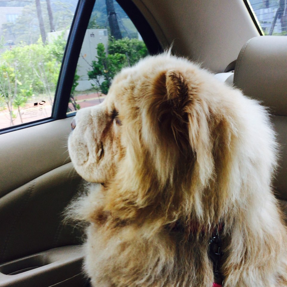 1년하고 4개월이 넘었네여 ㅋ짜우 현 호두