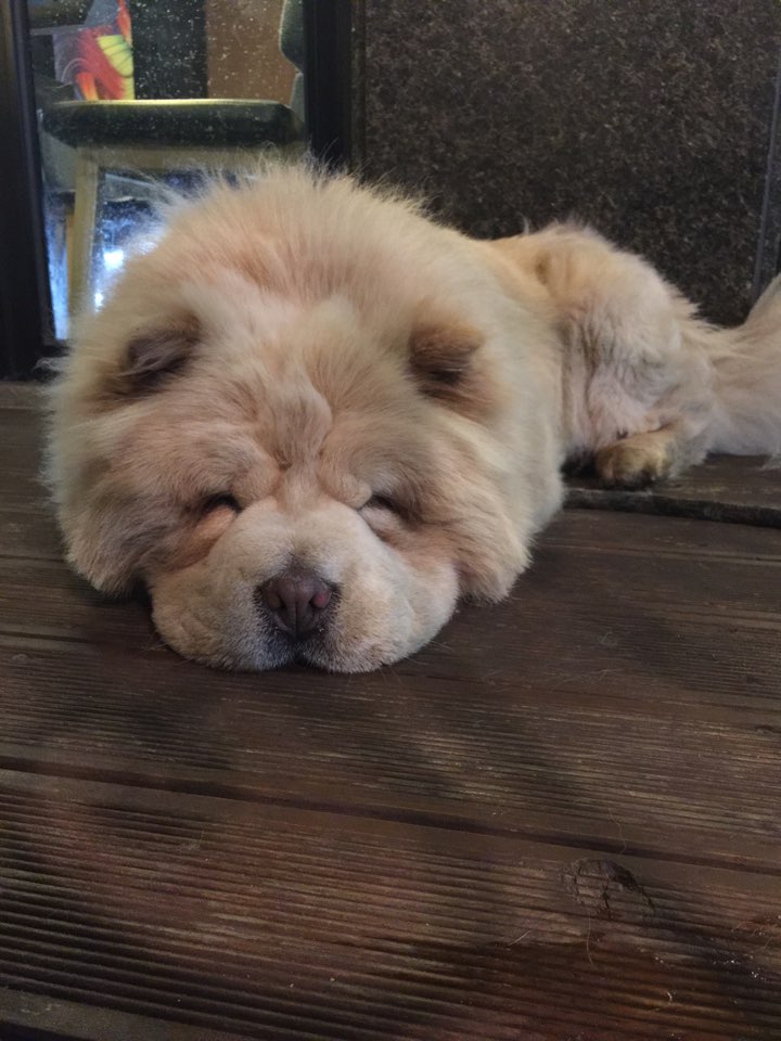 1년하고 4개월이 넘었네여 ㅋ짜우 현 호두