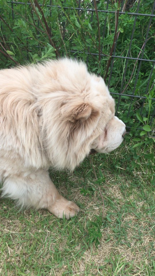 1년하고 4개월이 넘었네여 ㅋ짜우 현 호두