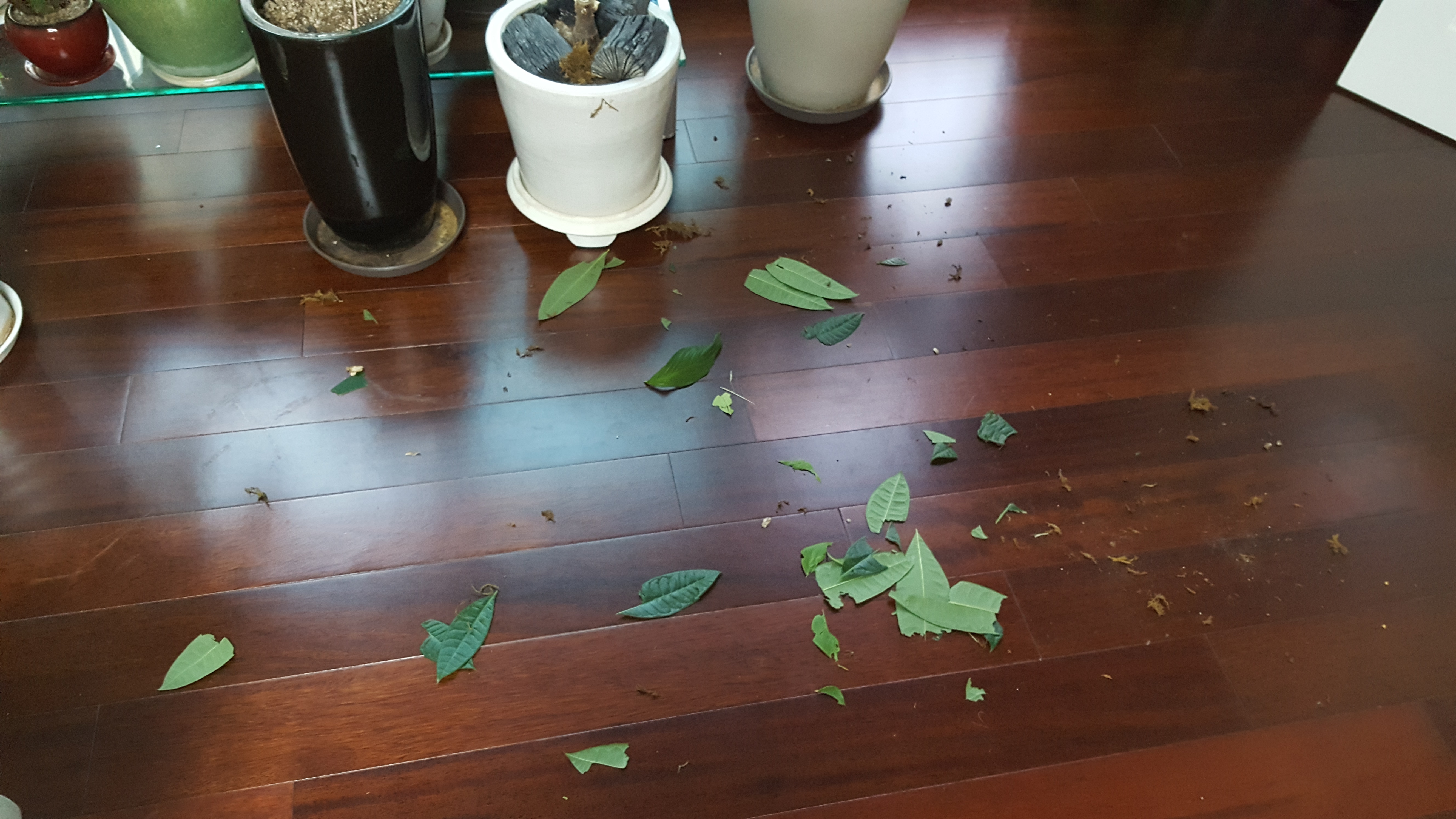 햇살이 미용했어요~