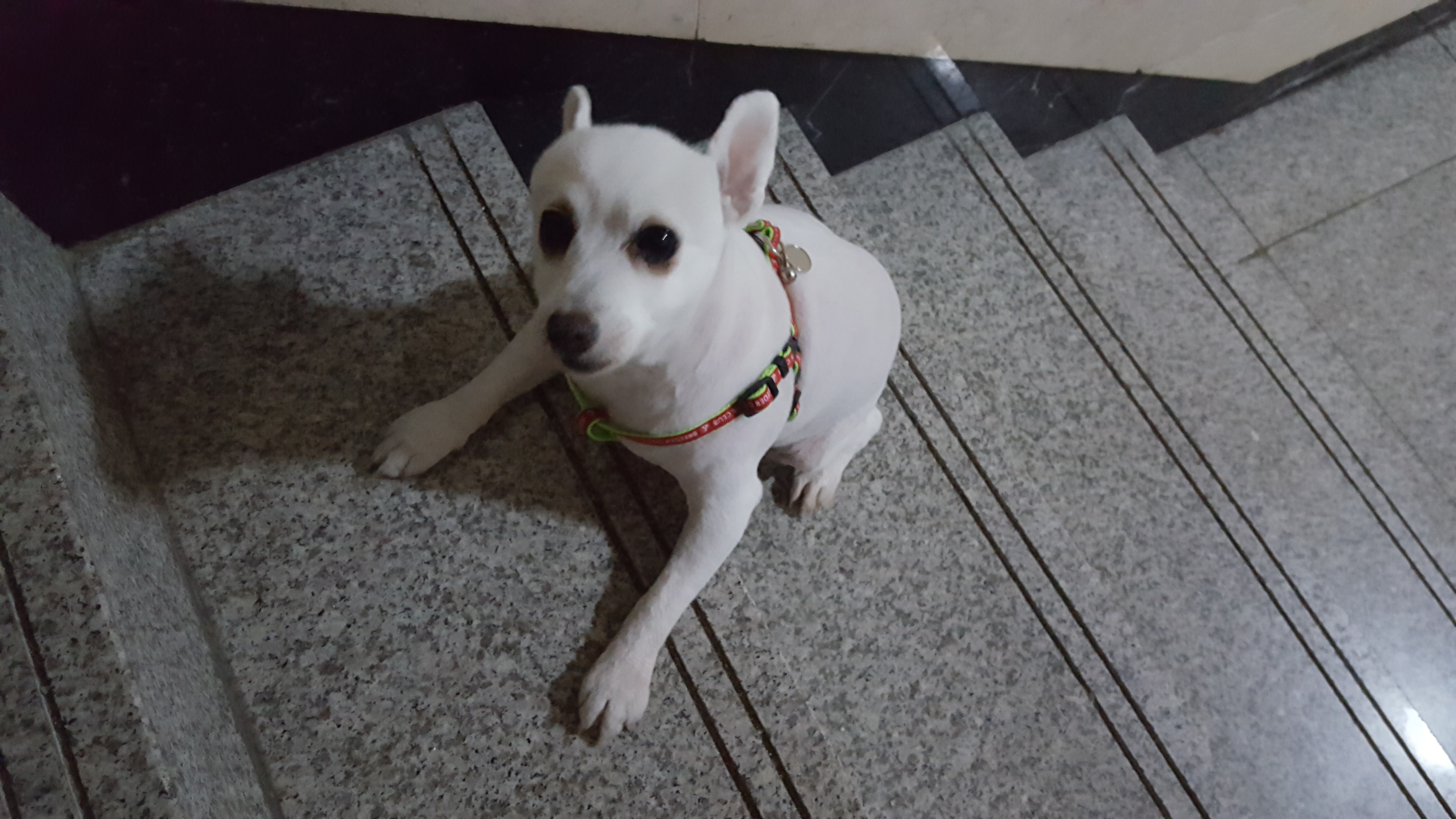 햇살이 미용했어요~