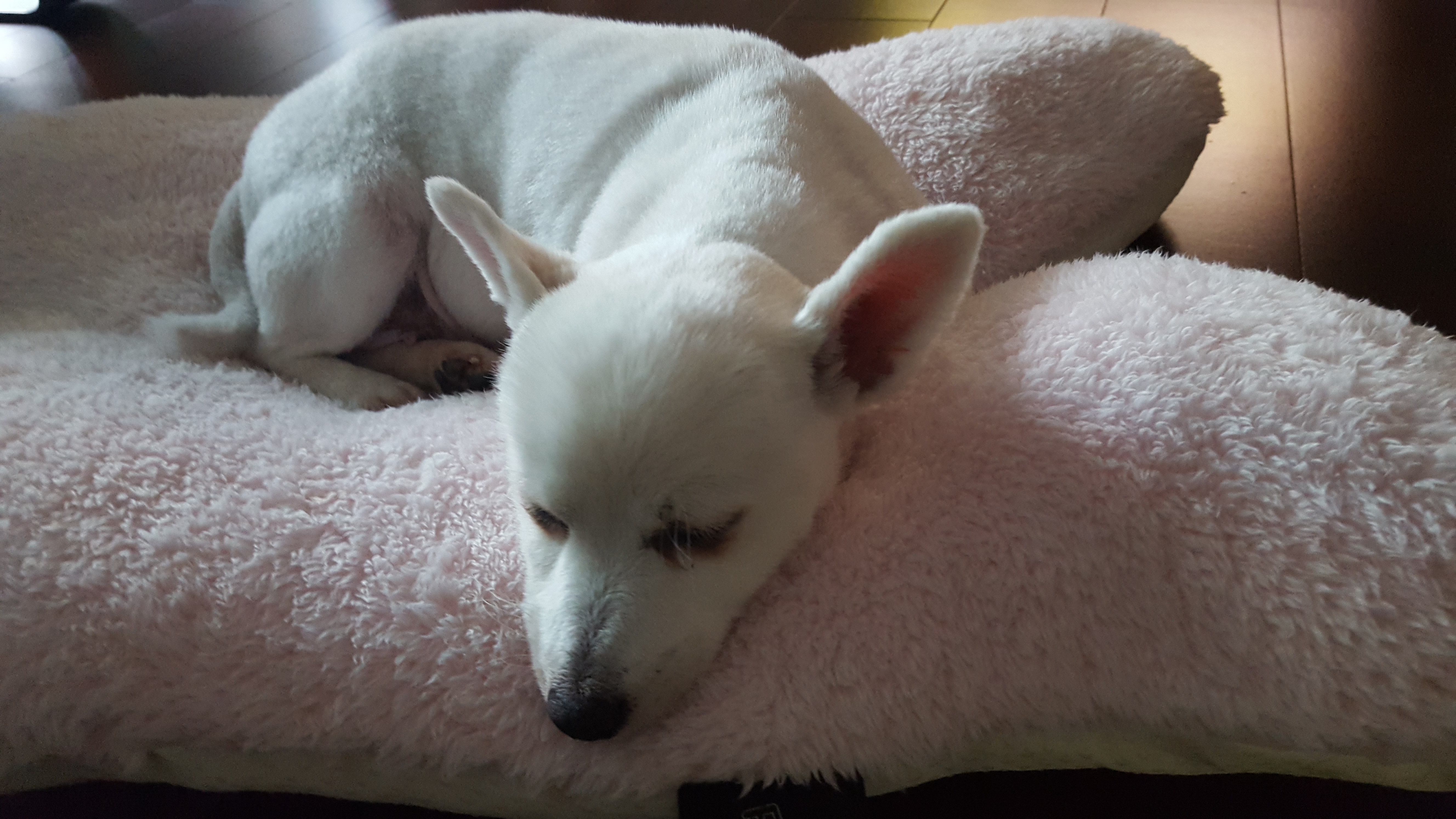 햇살이 미용했어요~