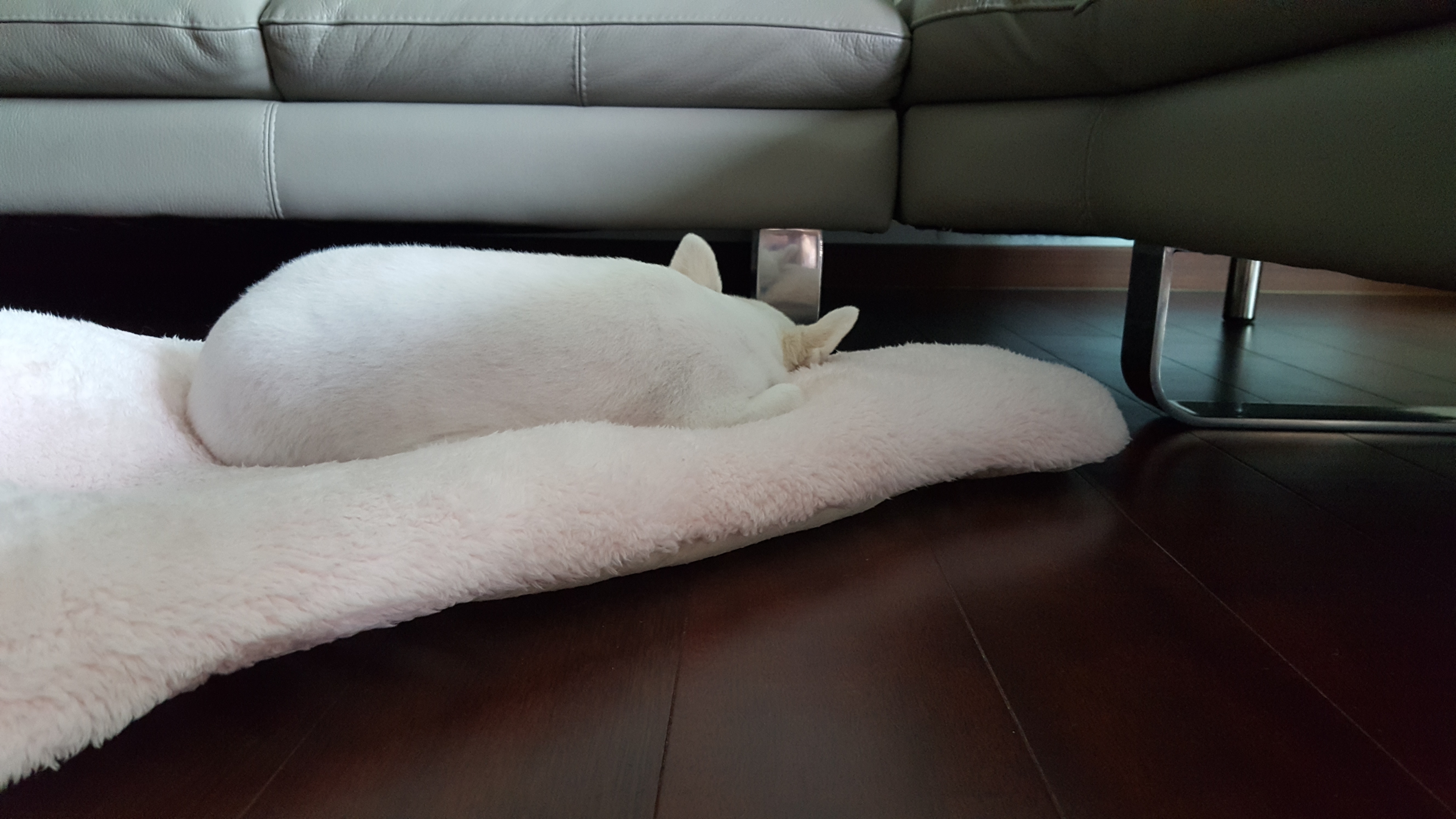 햇살이 미용했어요~