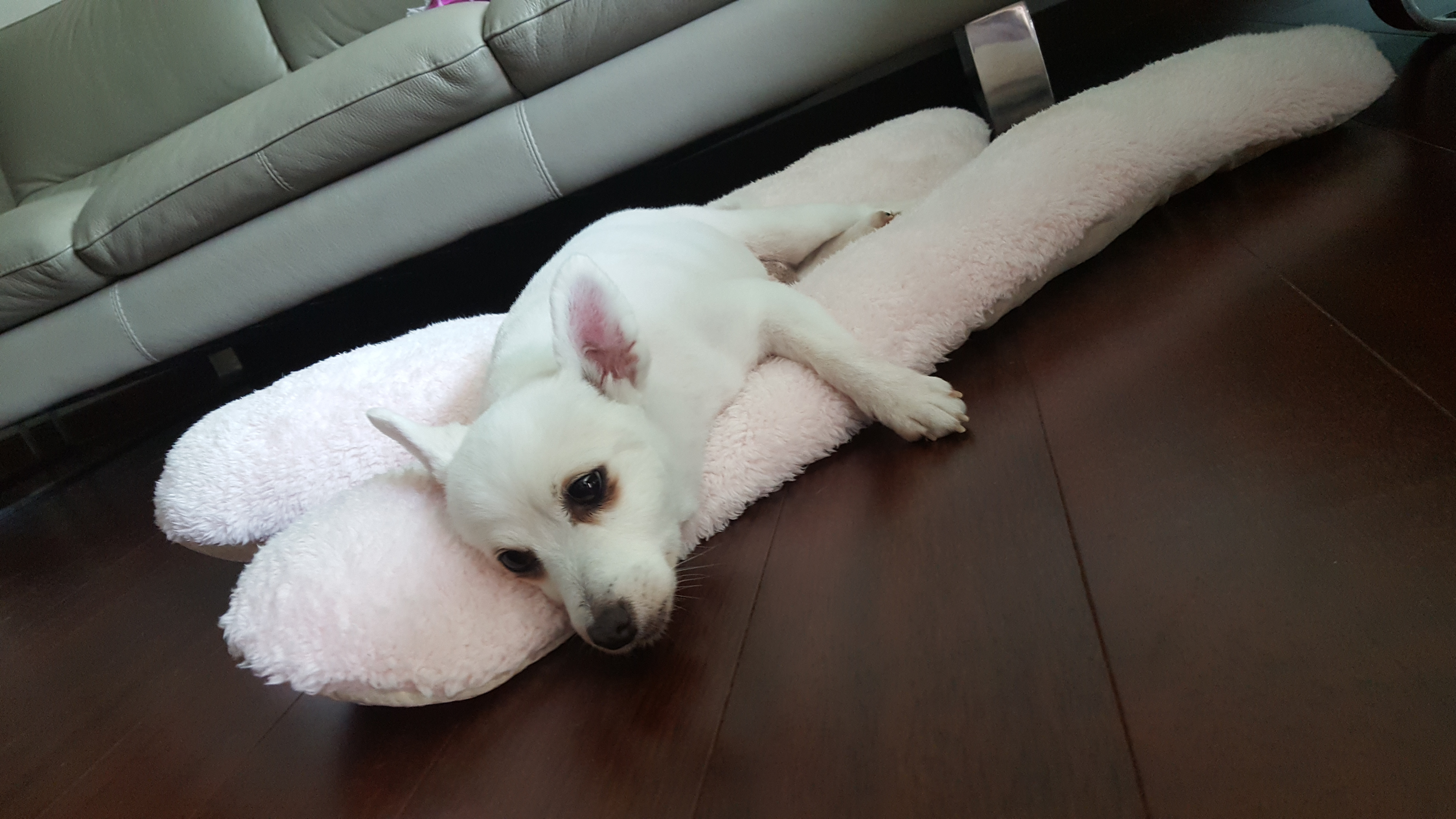 햇살이 미용했어요~