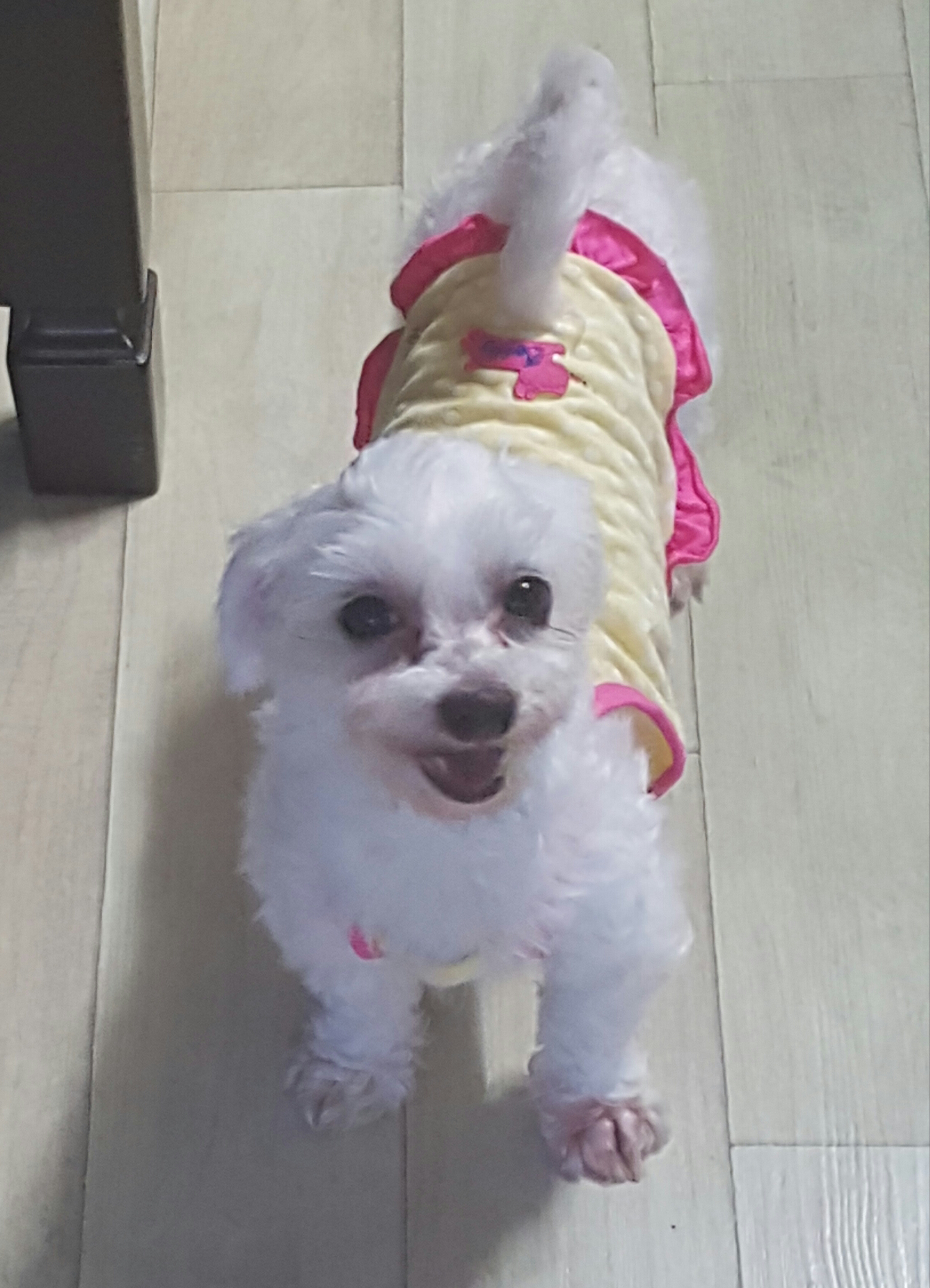 강아지공장에서 구조된 77천사중 목화에요^^