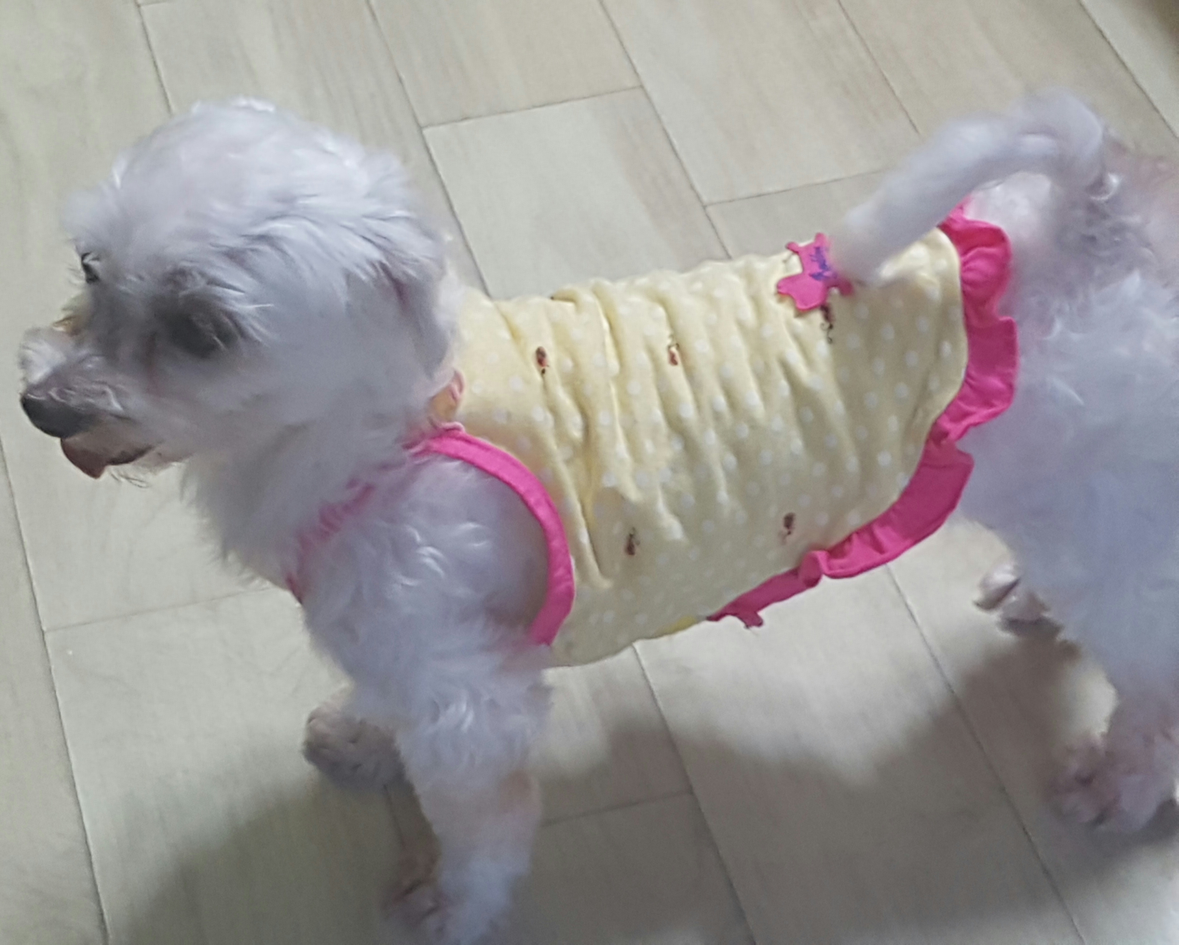 강아지공장에서 구조된 77천사중 목화에요^^