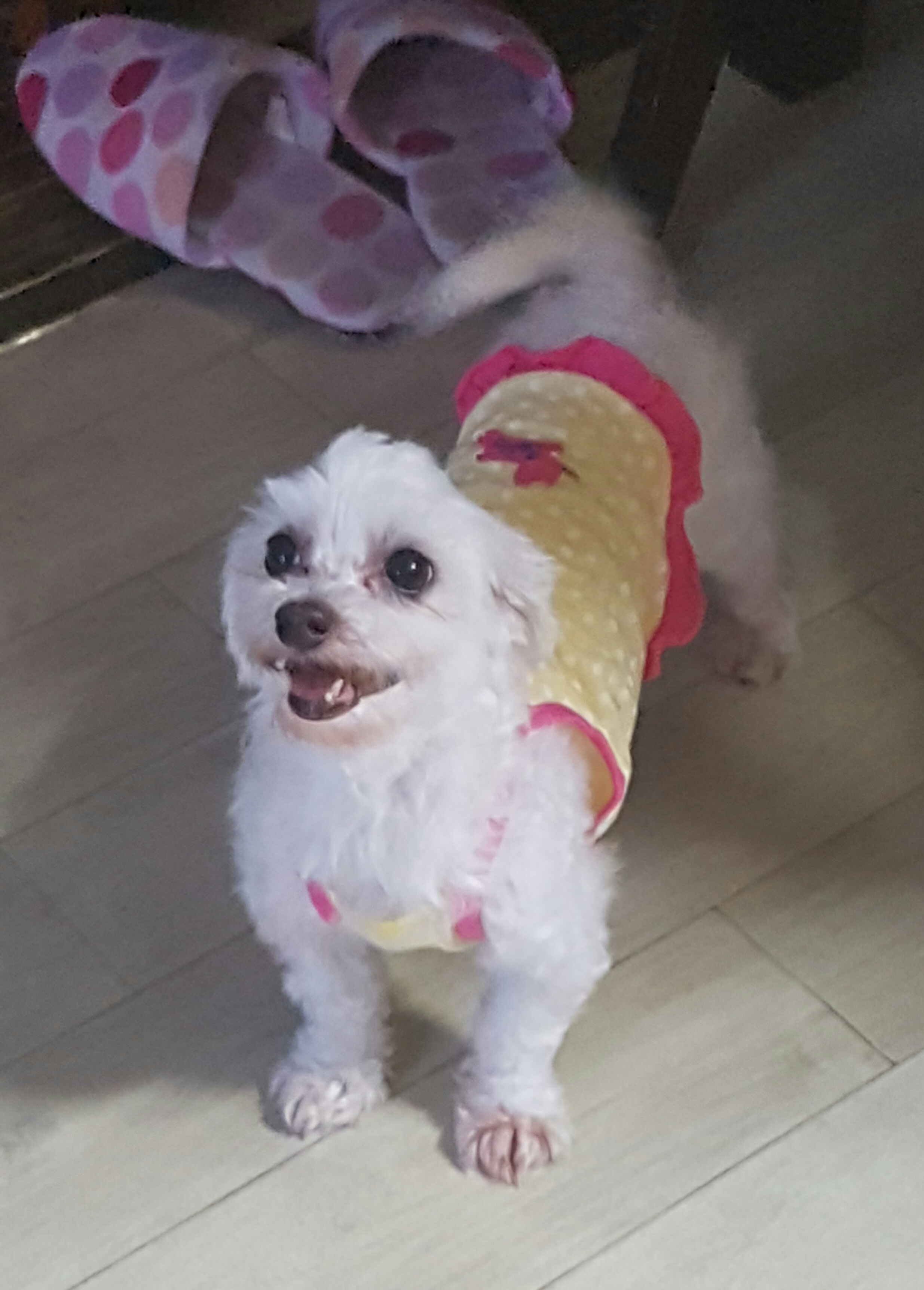 강아지공장에서 구조된 77천사중 목화에요^^